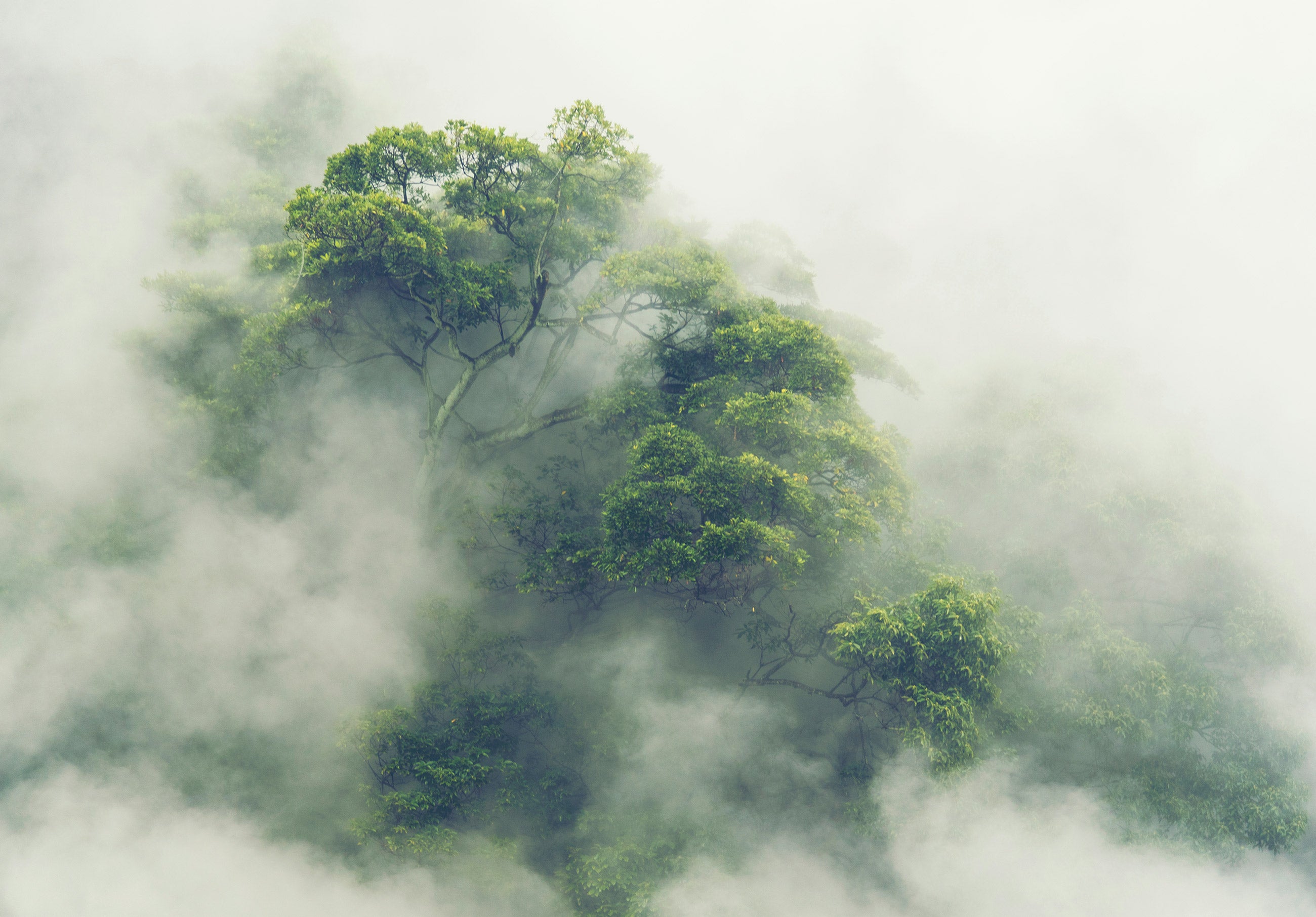 Papel pintado fotografia panorámica bosque niebla tropical selva naturaleza 254x184 cm - incluye cola - moderno salon dormitorio papel no tejido