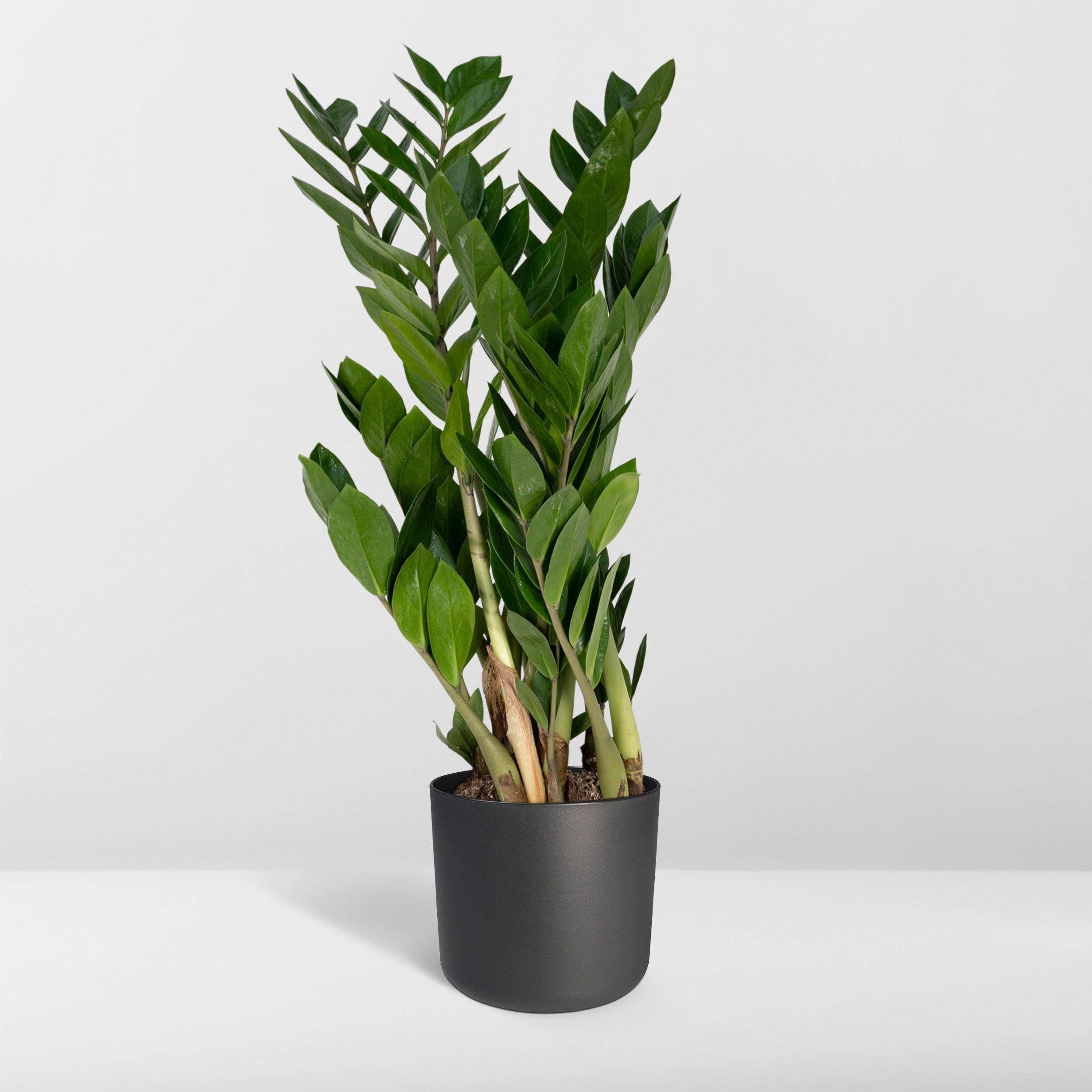 Zamioculcas Zamiifolia - Plante d’intérieur facile - Feuillage vert brillant - Pot Ø17 cm - Hauteur 70 cm - 8