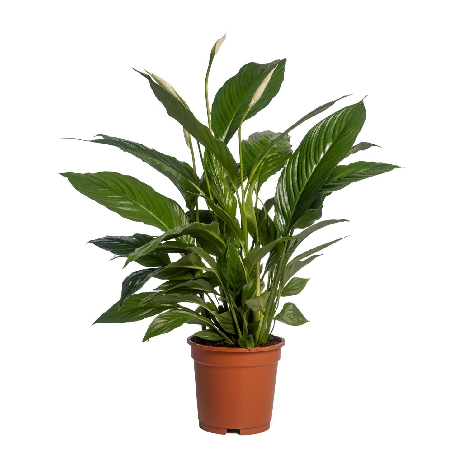 Spathiphyllum Vivaldi Skrzydłokwiat Ø17cm ↕70cm Roślina Doniczkowa Oczyszczająca Powietrze