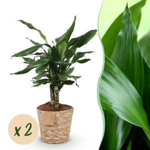 Planta de interior Dracaena fragrans Steudneri Drakenbloedboom fcil cuidado  verde 2 ud con cesta maceta 17cm altura 50-55cm ComfortXL Green | Leroy  Merlin