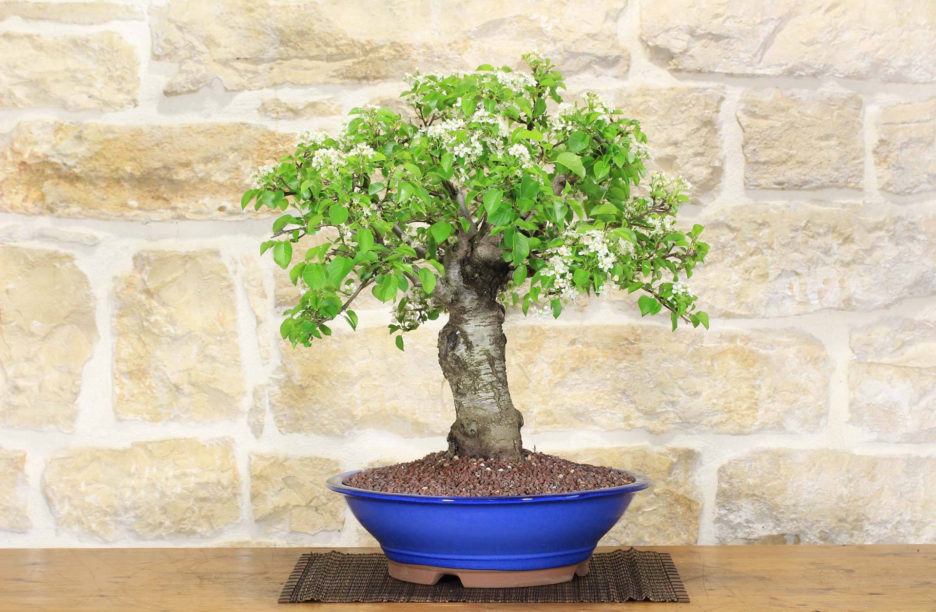 perlen bonsai Weißer Perlen-Bonsai – Geschenk zur Perlenhochzeit – Umbruss main image 0