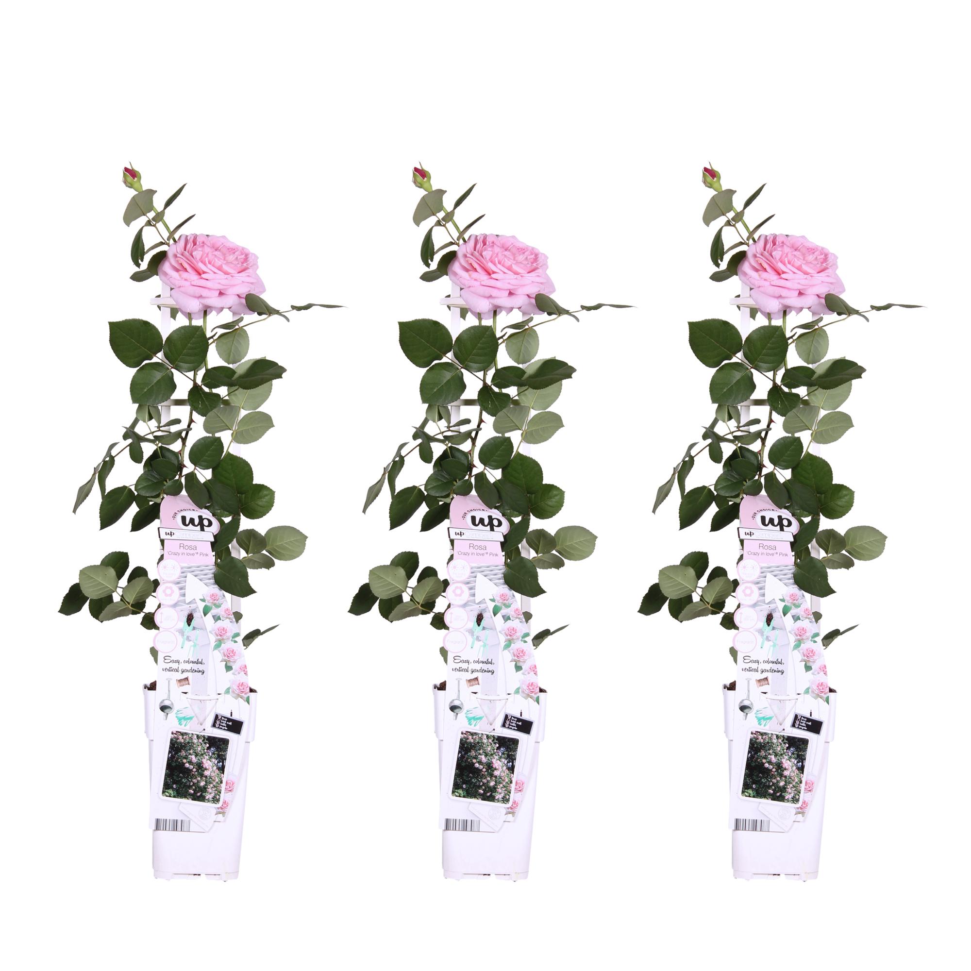 3x Rosa Crazy in Love Pink H65cm – Pnąca róża różowa w doniczce 15cm