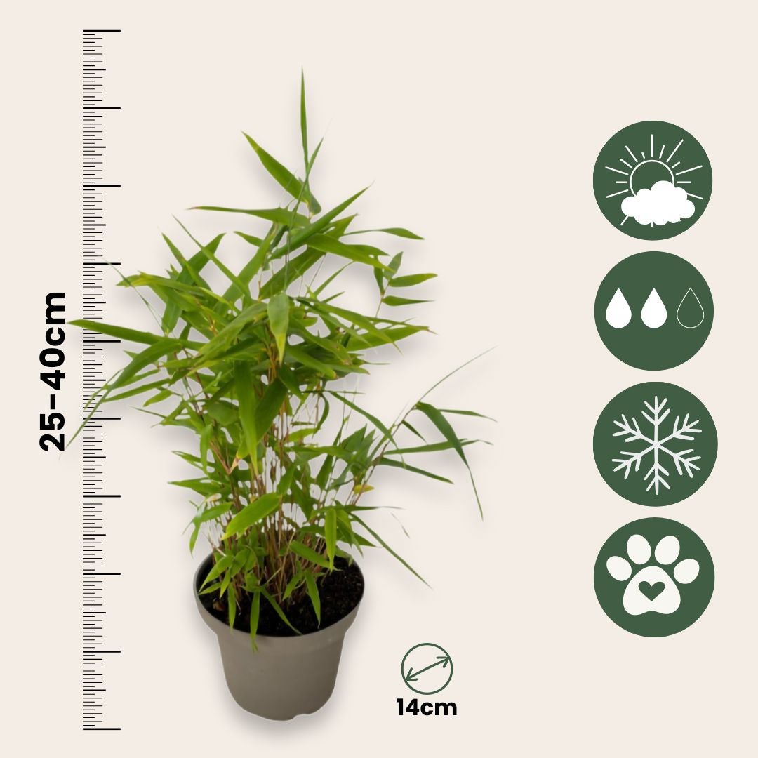 Bamb - 3 pezzi - Fargesia nitida 'Black Dragon' - Altezza 25-40cm - 14cm  | Leroy Merlin