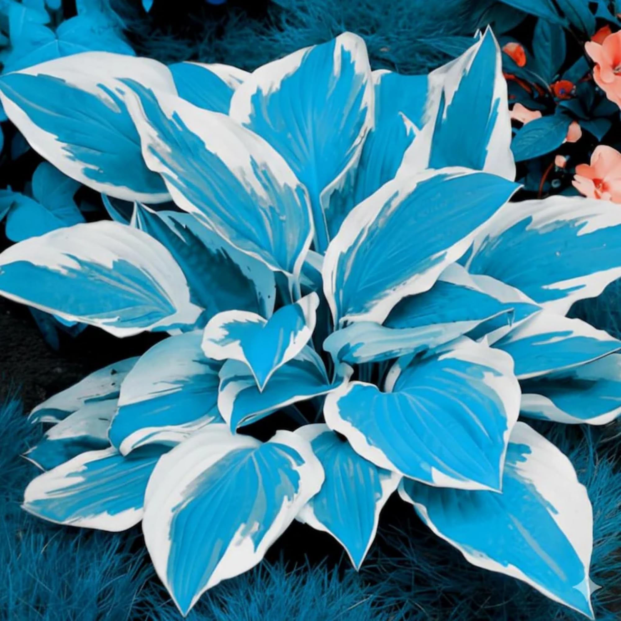 1000 graines d'hosta, graines de fleurs herbacées en forme de cœur, aux feuilles luxuriantes et aux couleurs éclatantes. - 2