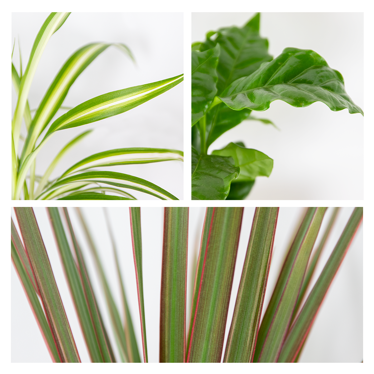 Lot de 3 - Mélange de plantes d’intérieur - Coffea, Dracaena, Chlorophytum - Dépolluantes - 25-35 cm - 3