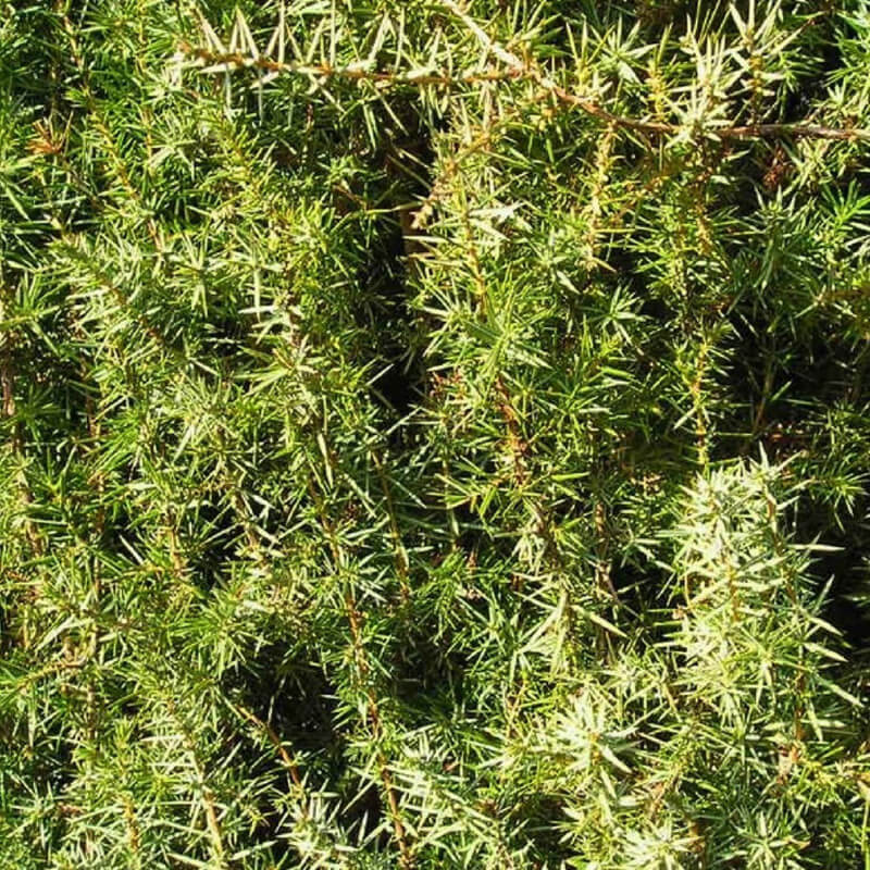 Cade (Juniperus oxycedrus) - Godet - Taille 13/25cm - Pépinières Naudet ...