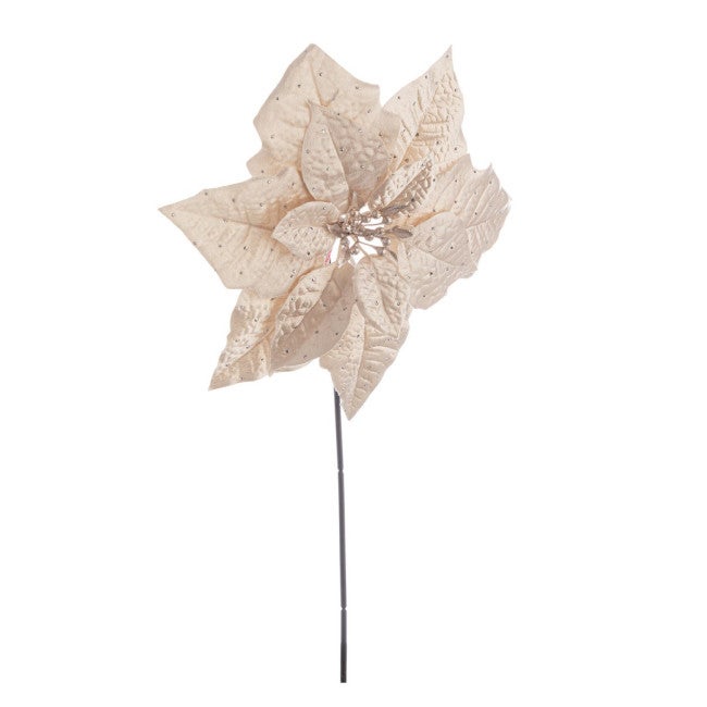 Poinsecja Julie Beige H46