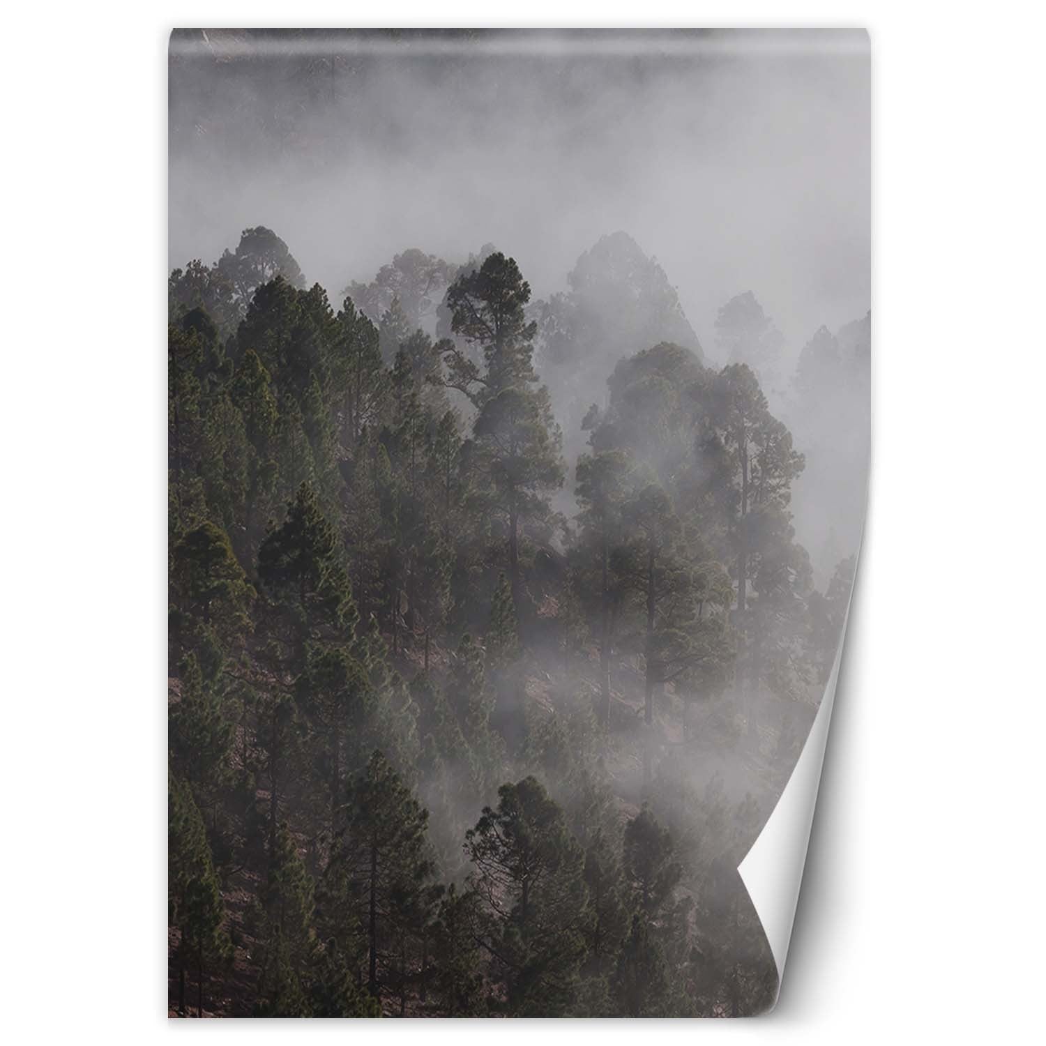 Fototapeta, Zielony las we mgle 200x280