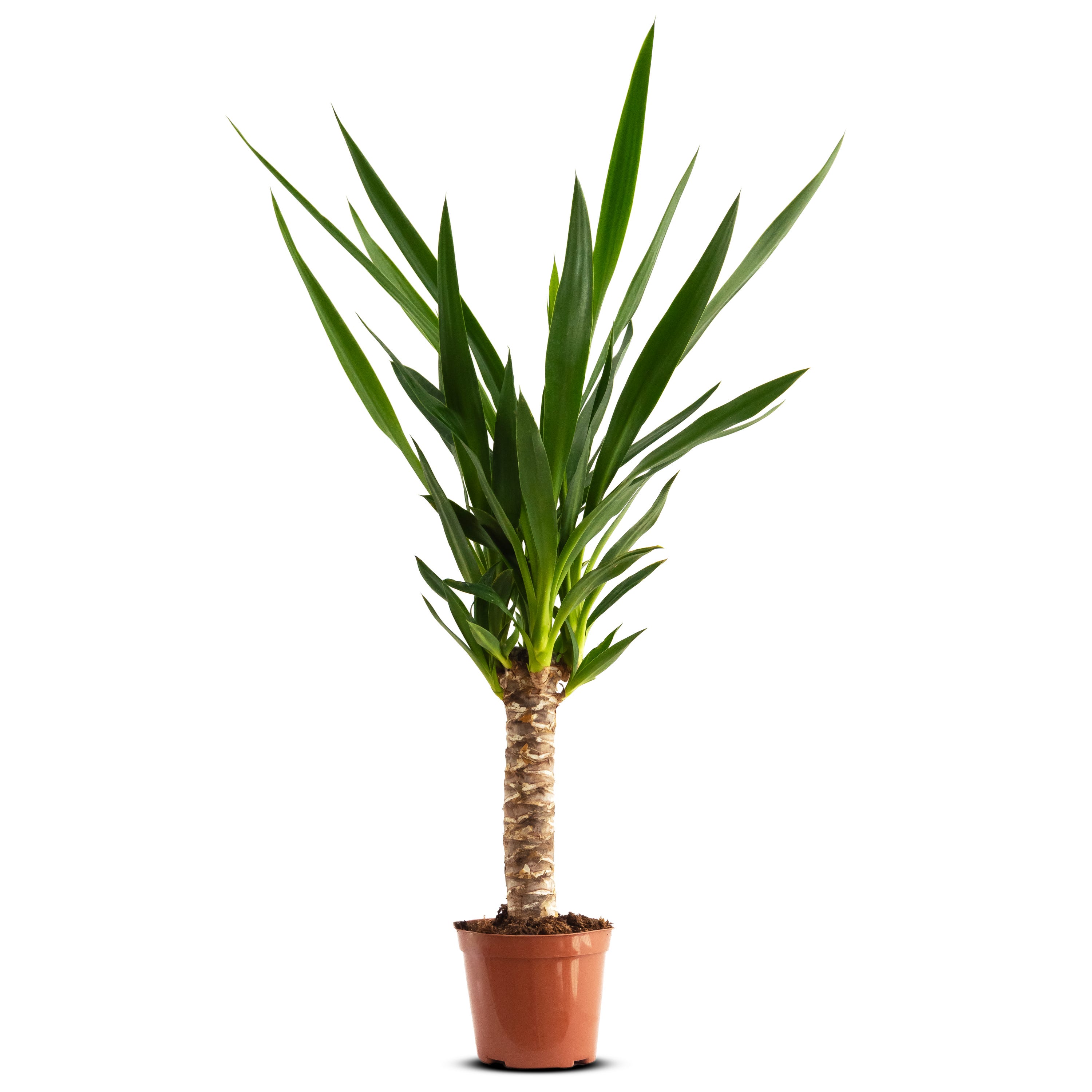Yucca Natural Yucca Elephantipes Tronco 30cm Planta Natural en Maceta de 15cm de ...
