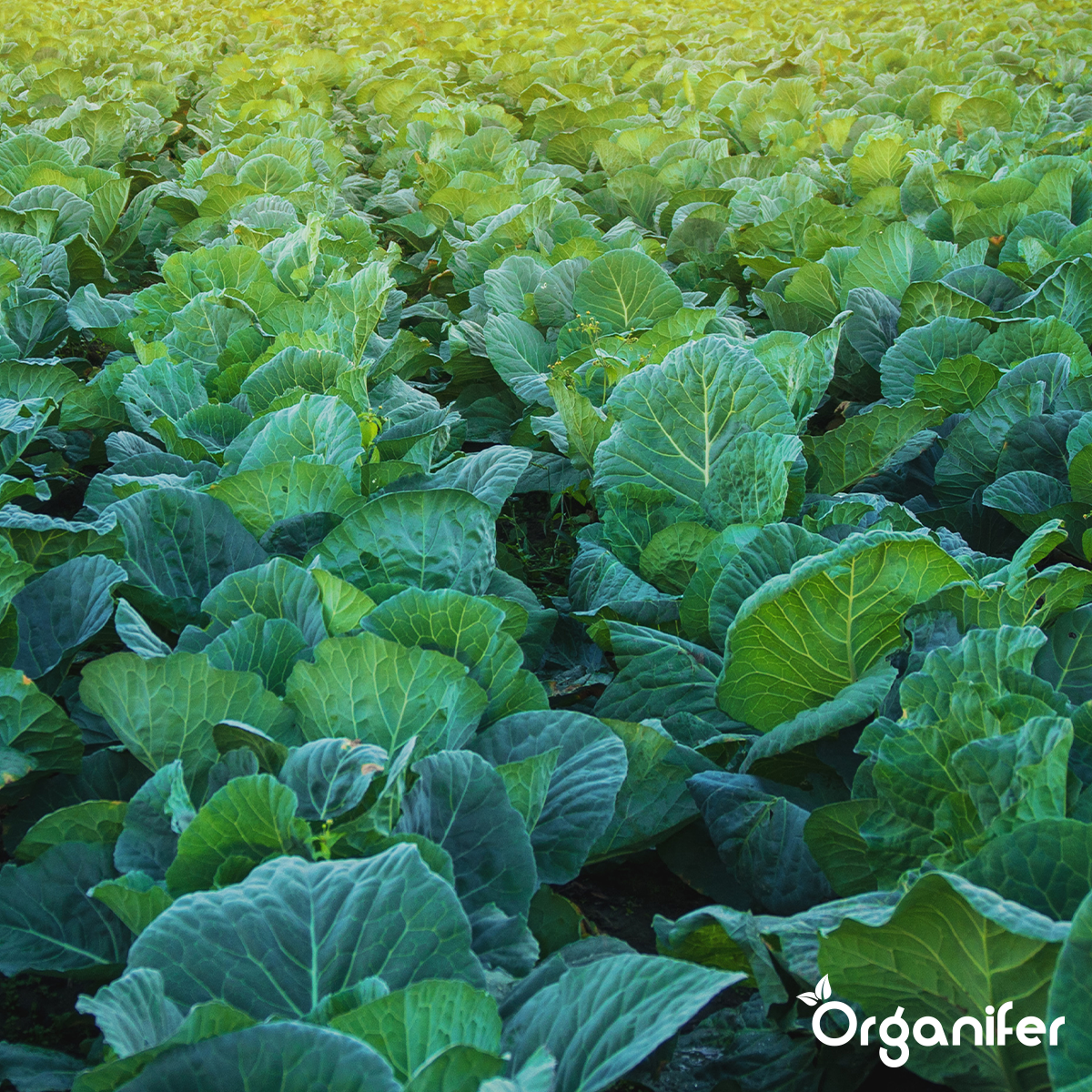 Farine De Basalte Amendement Pour Sol Argileux - 48X = 960 Kg Pour 9600 M2 - Organifer - 6