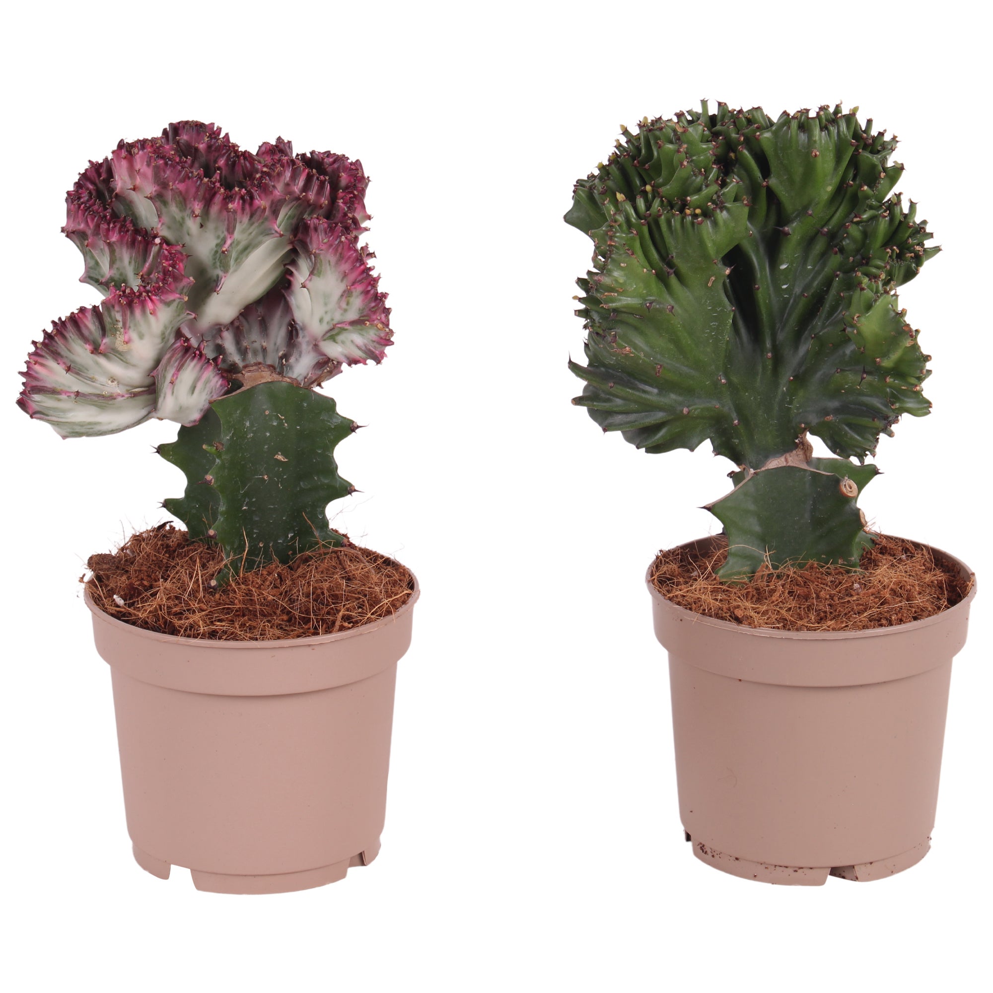 Euphorbia obesa: Pianta da baseball | Scheda Pianta - I Giardini di Ellis