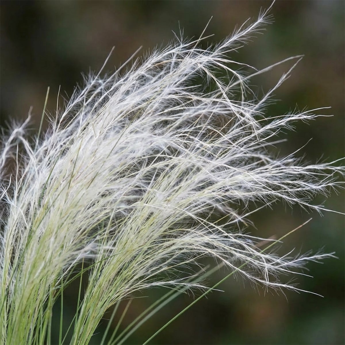 Lot de 6 - Stipa tenuissima 'Ponytails' - Stipe cheveux d'ange - H. 10-20 cm - P. 9 cm - 2