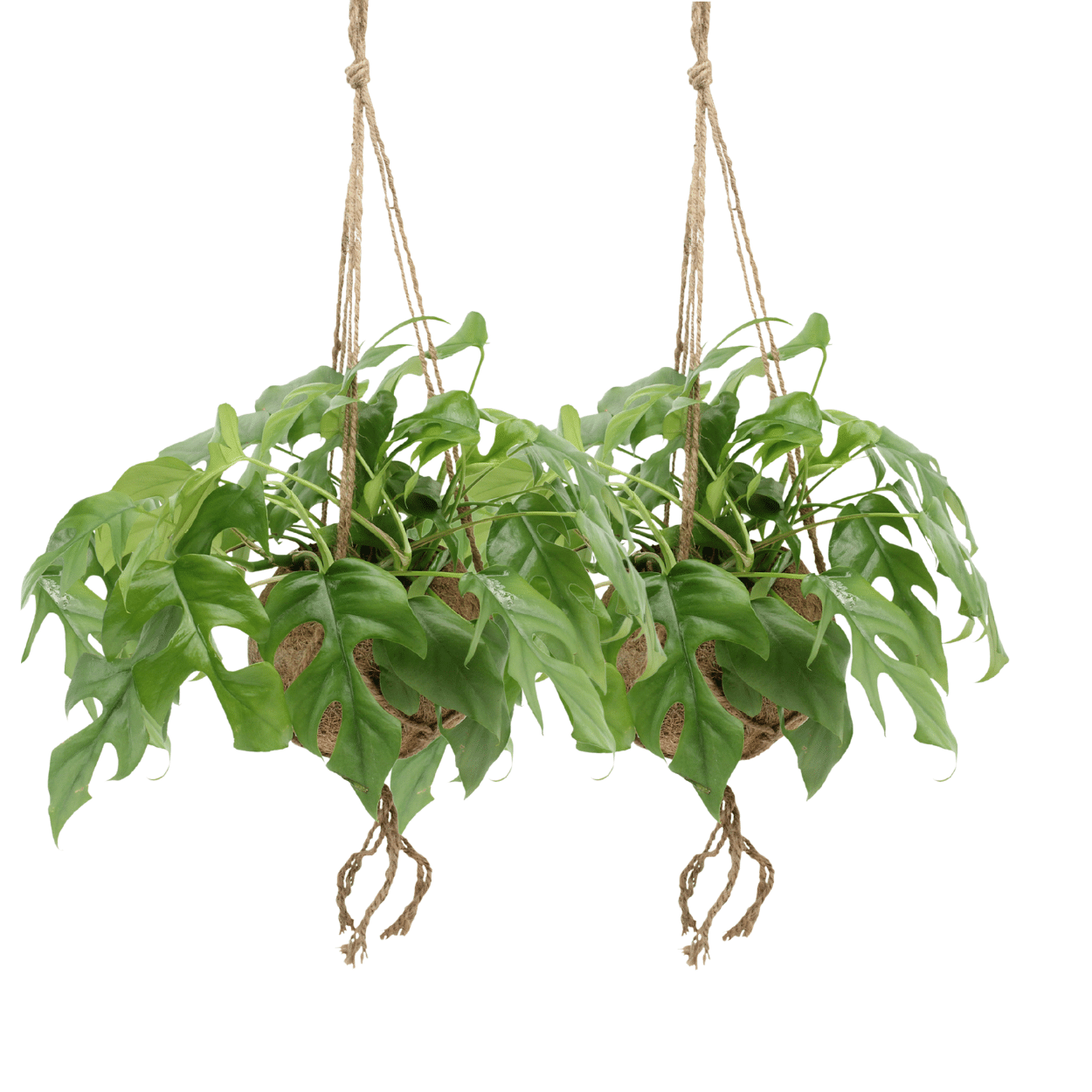 2x Monstera Minima Hang Kokodama - Roślina dziurkowana 15-25cm - Liście zielone