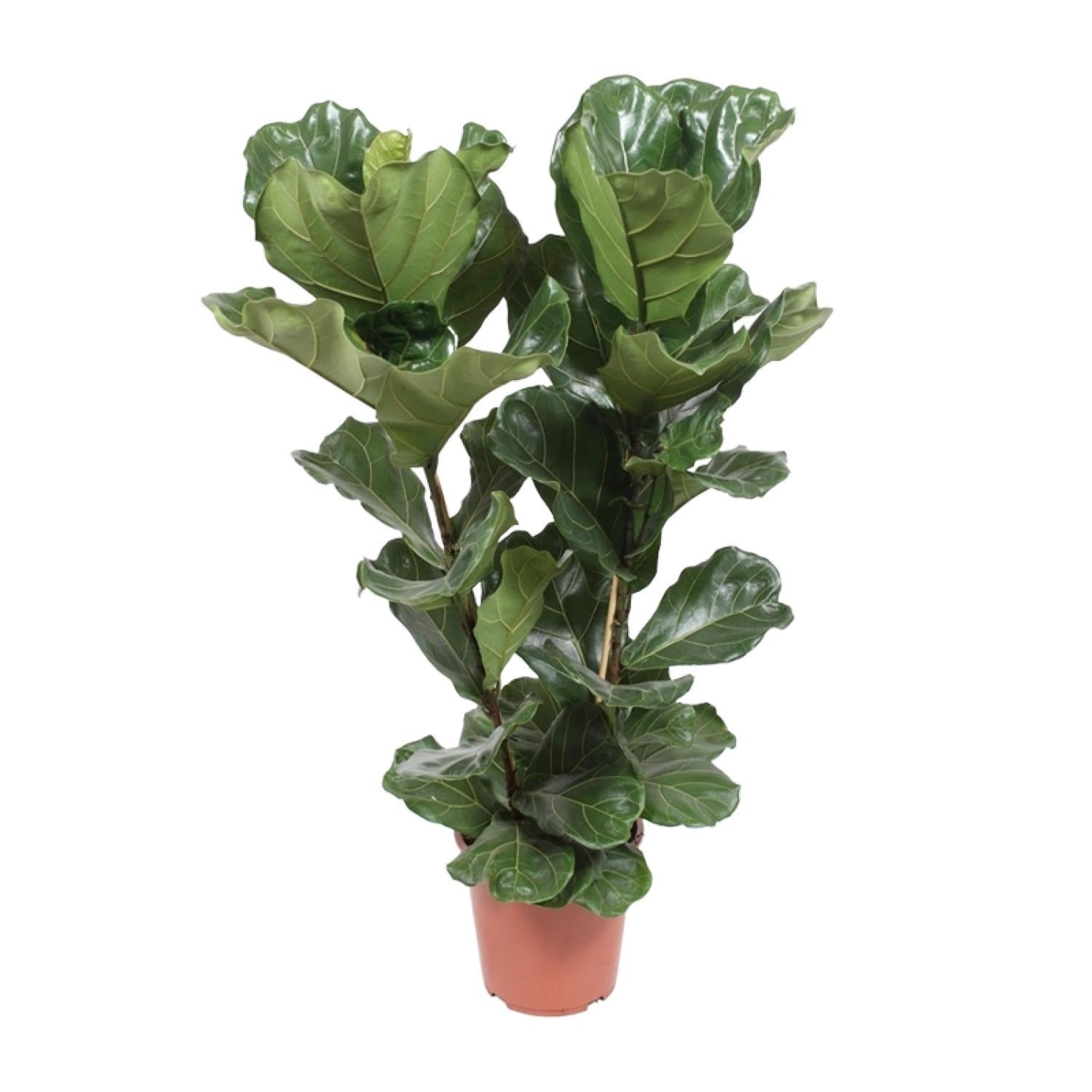 Ficus Lyrata - Roślina Doniczkowa Ø27cm - Wysokość 100cm