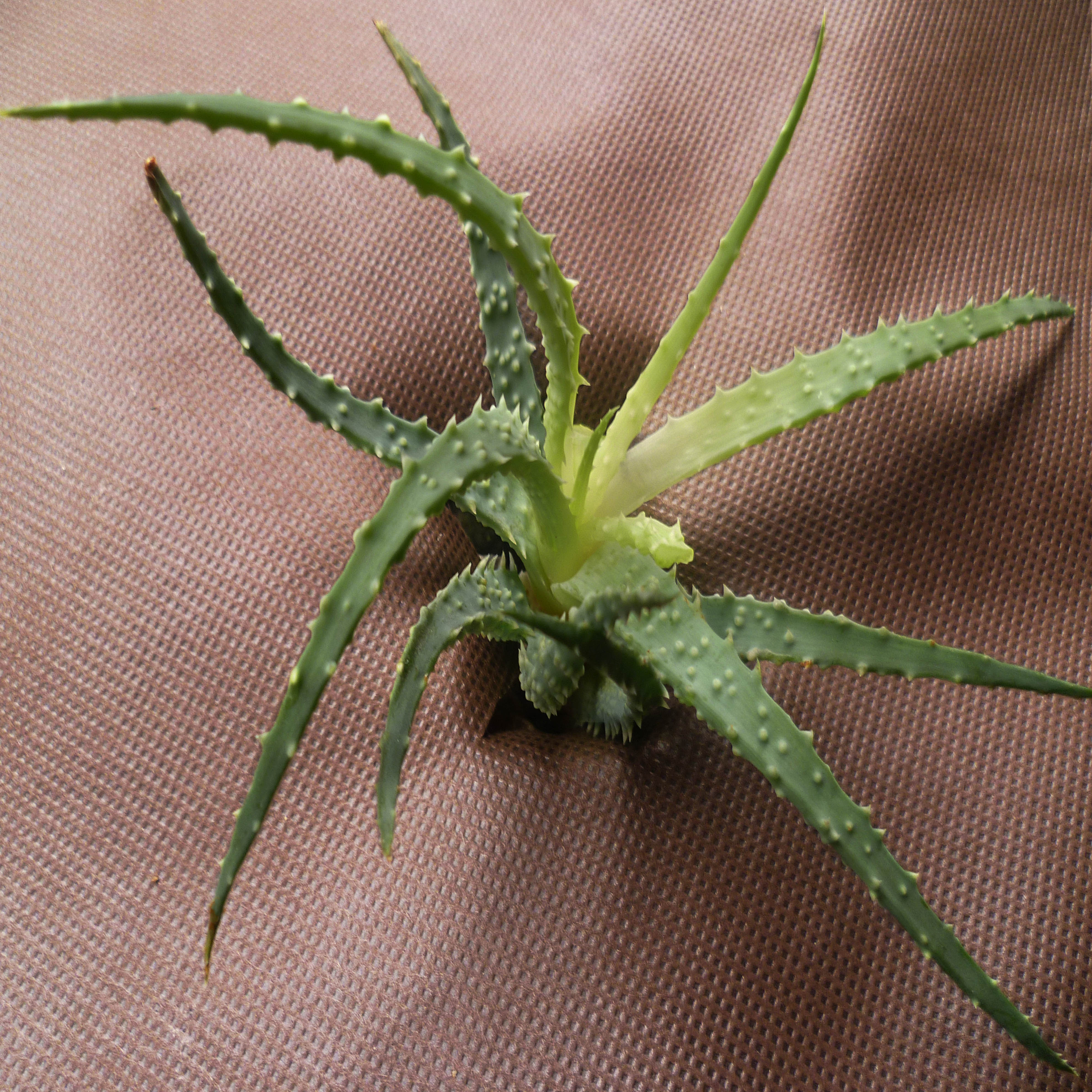 Folia ściółkująca 80 m², filc ściółkujący do zwalczania chwastów, 80 g tkanina ściółkująca 1,6 m szerokości, brązowa