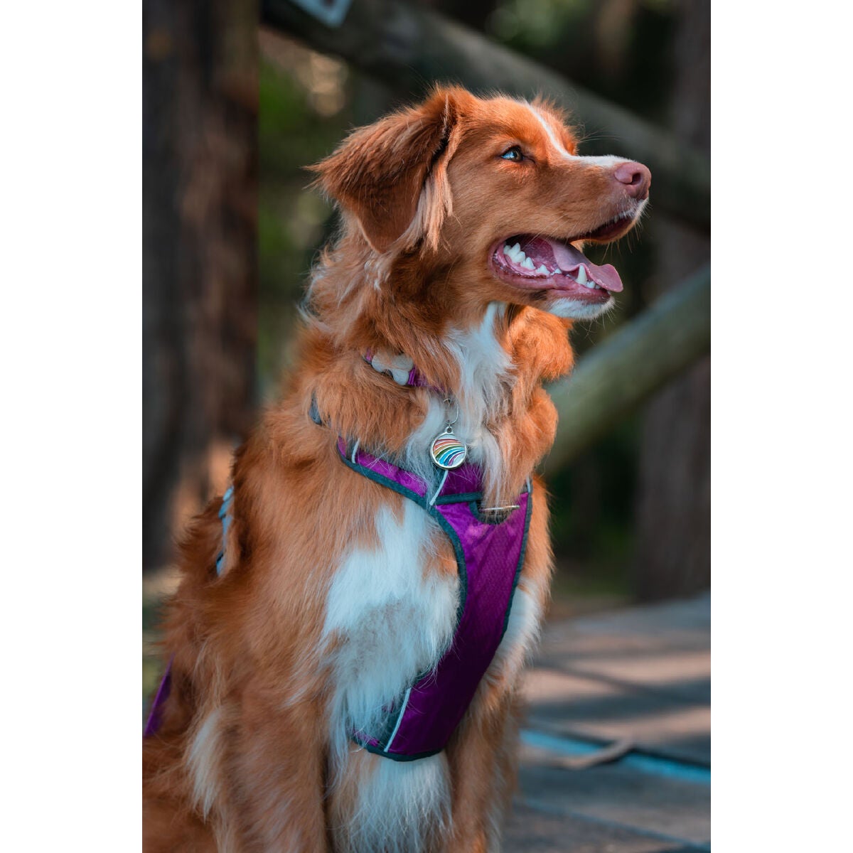 Harnais pour Chien Red Dingo STYLE US FLAG 45-66 cm 36-59 cm main image 0