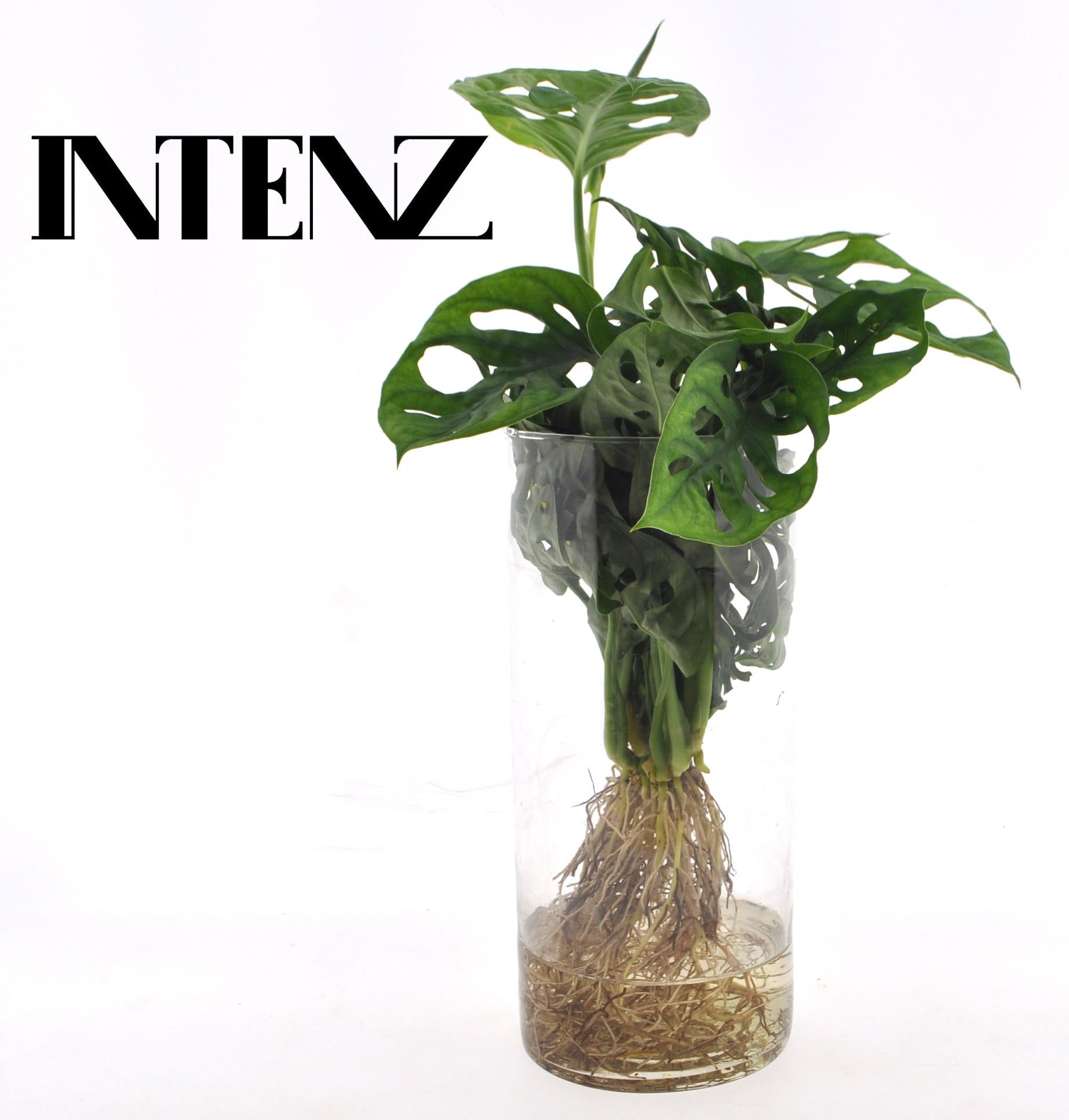 Monstera Hydroponiczna w Szkle Cylindrycznym - 12-25cm - Rolina  Doniczkowa Bez Podlewania - Leroy Merlin