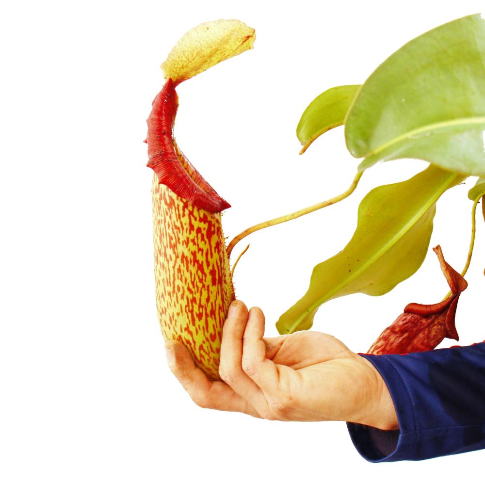 Nepenthes maxima - Plante à pichet géante - Feu de circulation - 4