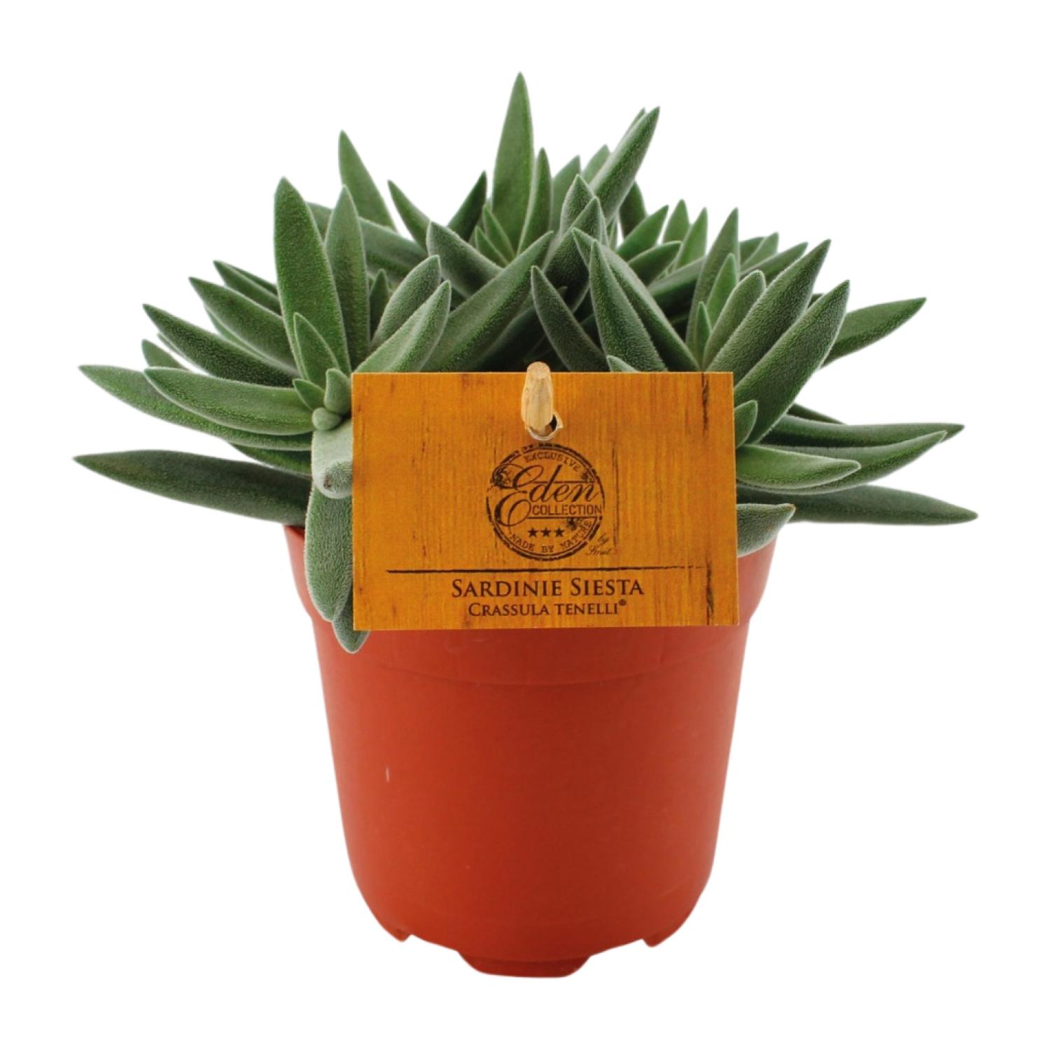 Crassula Tenelli - Roślina Jade dekoracyjna - Mięsiste liście - Doniczka Ø11cm - Wysokość 15cm