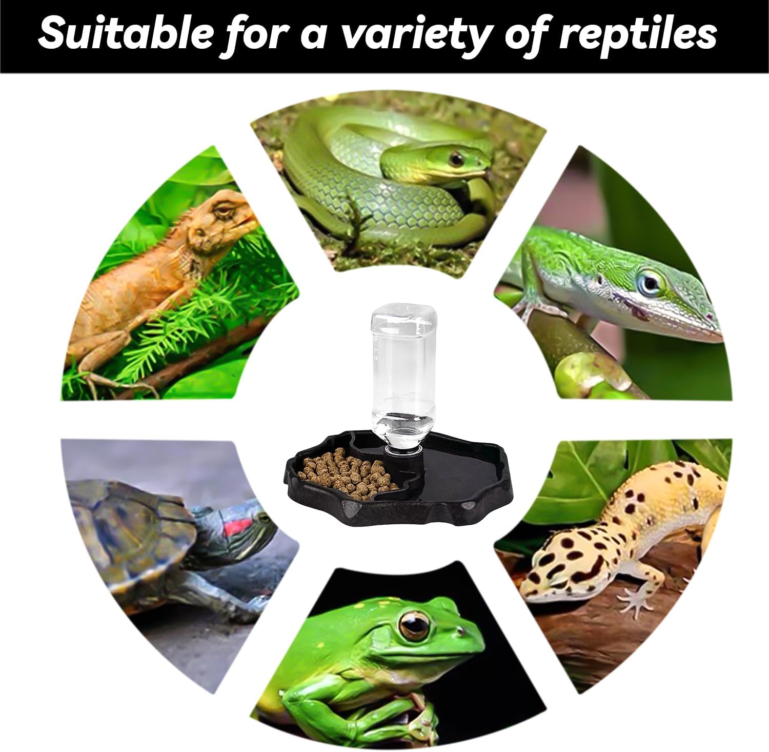 Distributeur d'eau pour reptiles tortues bol d'eau : gamelle pour reptiles pour tortues, distributeur automatique de nourriture pour réservoir d'eau, - 5