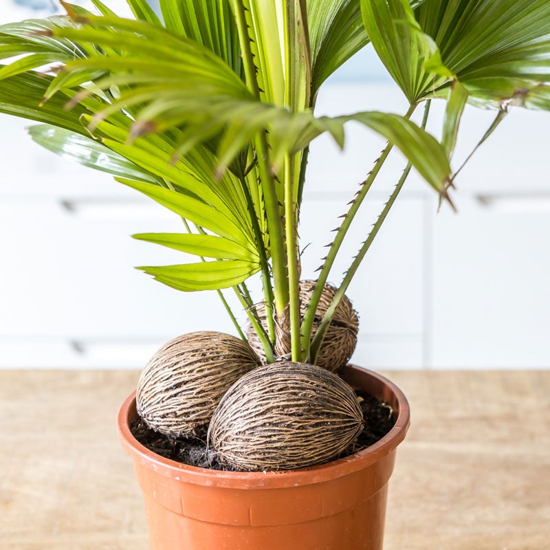 Palmier d'intérieur livistona rotundifolia ou palmier éventail D17 avec cache-pot - 3