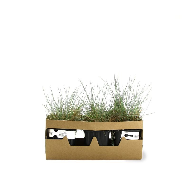 3 Fétuques Bleues (Festuca Glauca 'Azurit') - Lot de 3 graminées - Pépinières Naudet - 4