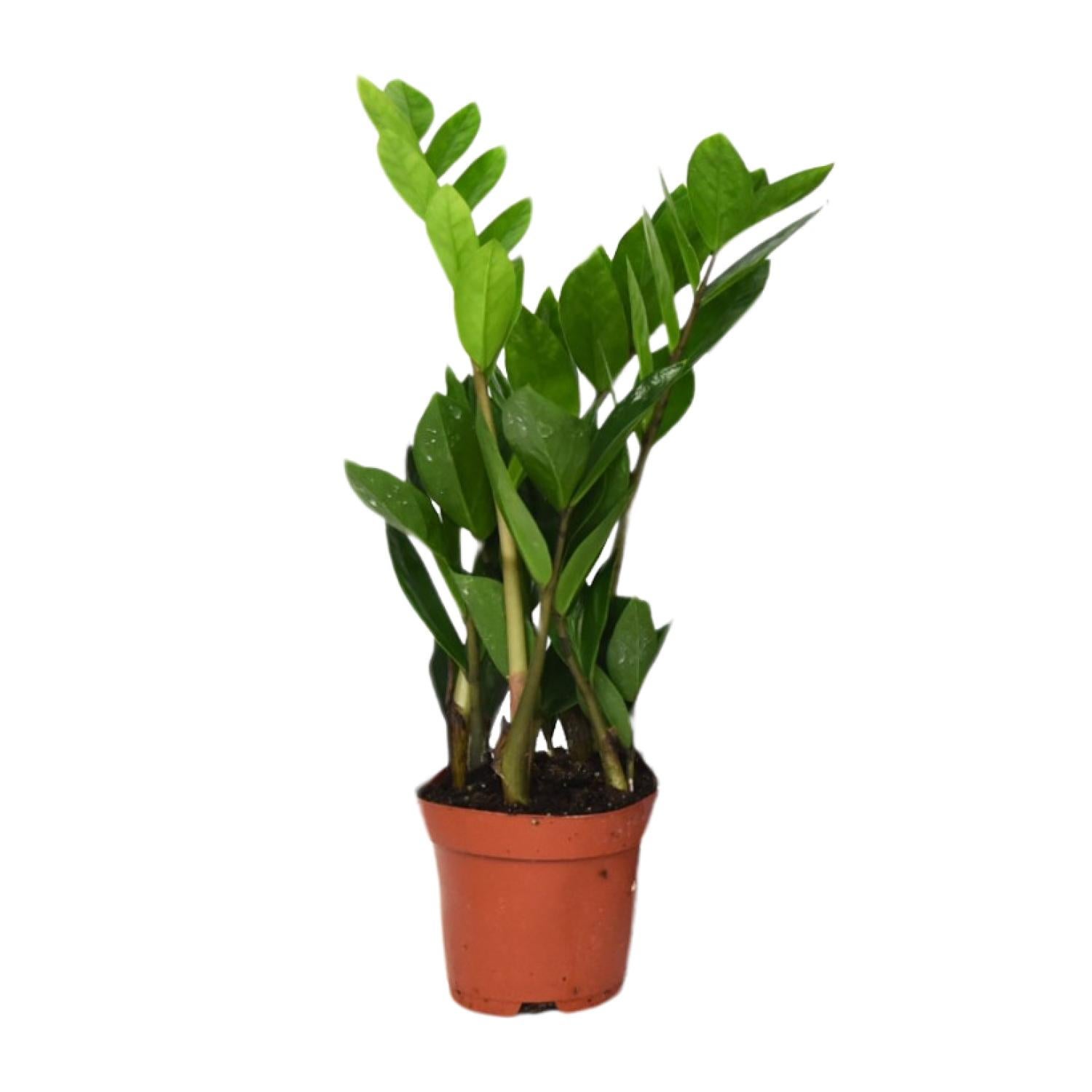 Zamioculcas Zamiifolia - Roślina ZZ 12 cm łatwa w pielęgnacji do wnętrz i biura