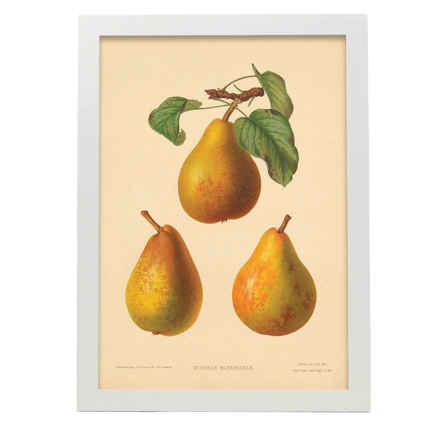 Lot De 6 Estampes Vintage De Jardin – Art Mural Cuisine Déco Sans Cadre