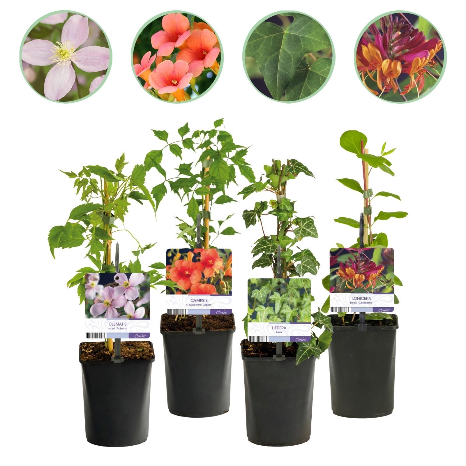 Green boutiQ – Pnącza Rainbow 40 cm – Clematis Rubens, Bluszcz, Wiciokrzew Goldflame, Campsis, 4 rośliny, kolor cały rok, doniczka 11 cm