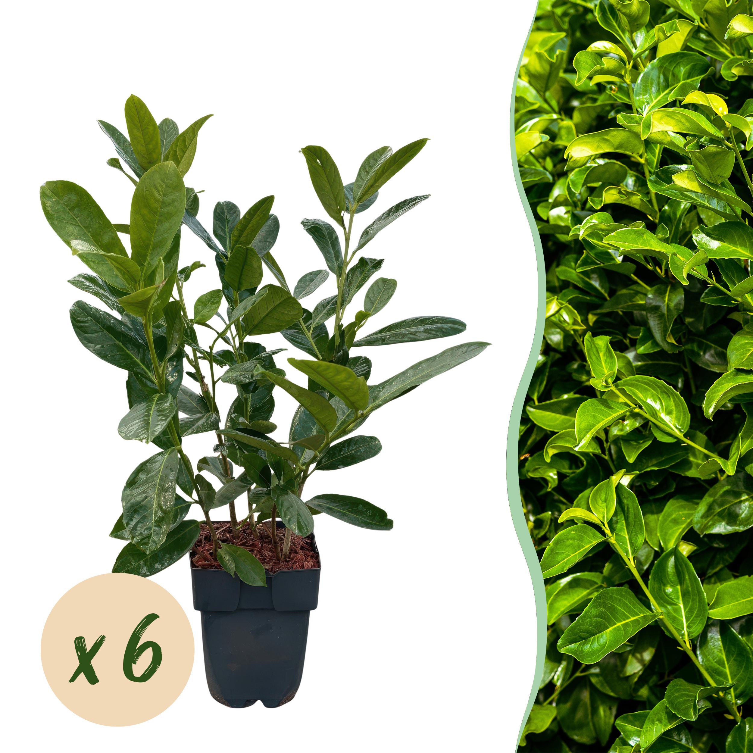 Green boutiQ Laurowiśnia Prunus laurocerasus Rotundifolia – Żywopłot zimozielony – 6 roślin – 1 metr
