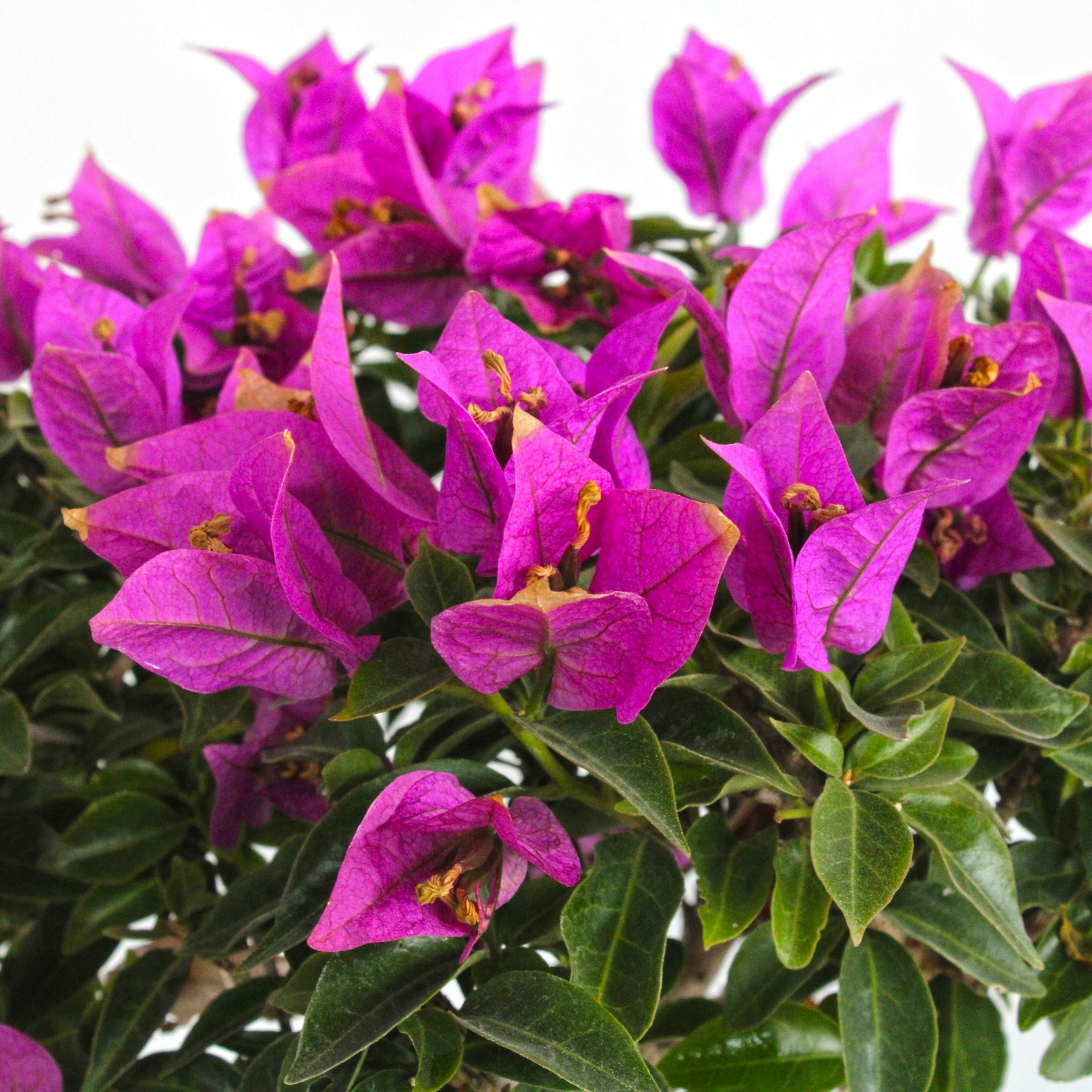 KENTIS - Bonsai Bouganvillea Sanderiana - Bonsai Buganville - Piante Vere da Esterno - Vaso Artigianale in Ceramica - H 30-40 cm Vaso Ø 26 cm - 3