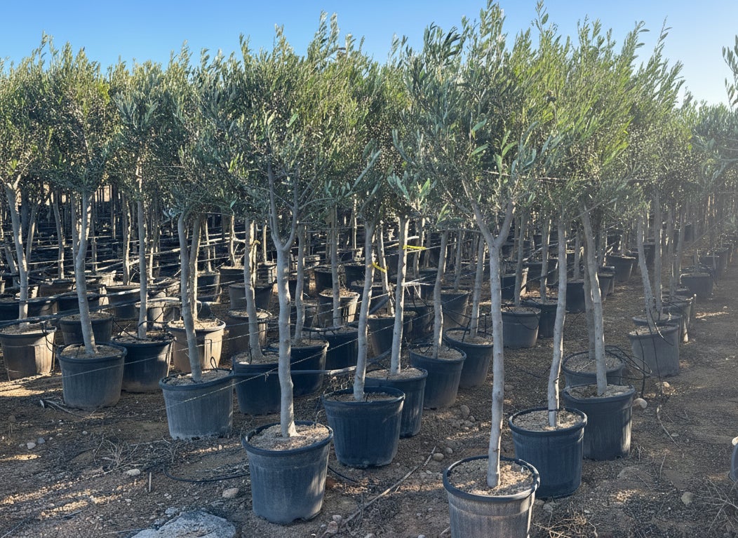 Olivier méditerranéen Olea europaea 170 cm – Résistant au gel jusqu’à -18 °C – Ambiance méditerranéenne pour le jardin et la terrasse - 15 ans - 6