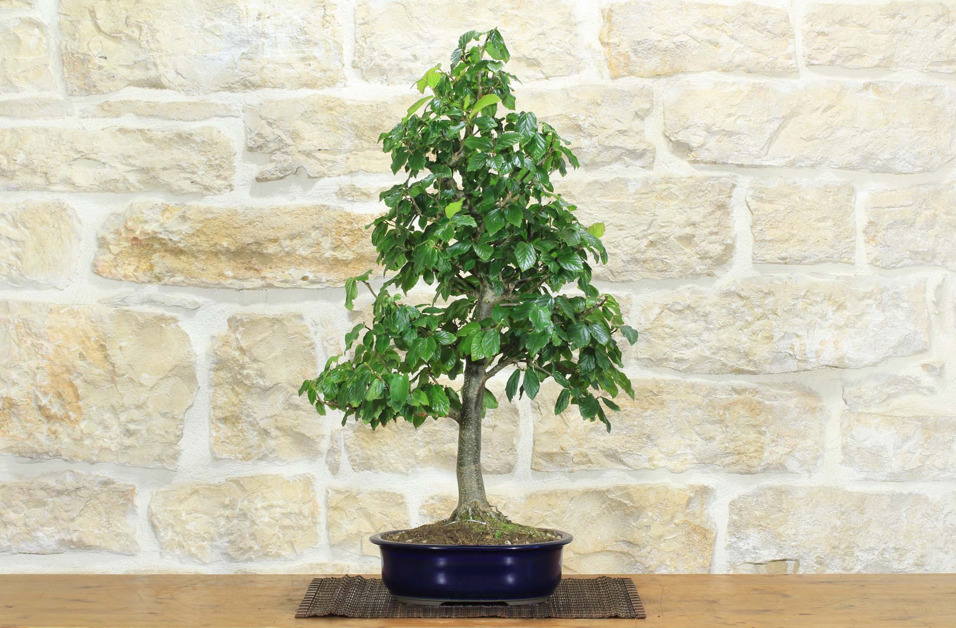 Bonsai di Parrotia Persica (22) | Leroy Merlin