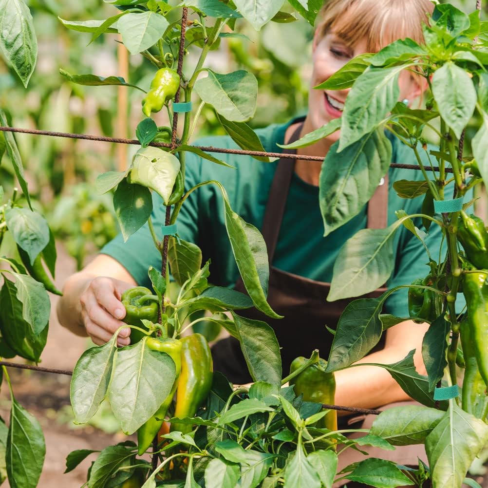 Liens réutilisables pour plantes grimpantes (15 m) - Attaches auto-agrippantes (vert) - 3