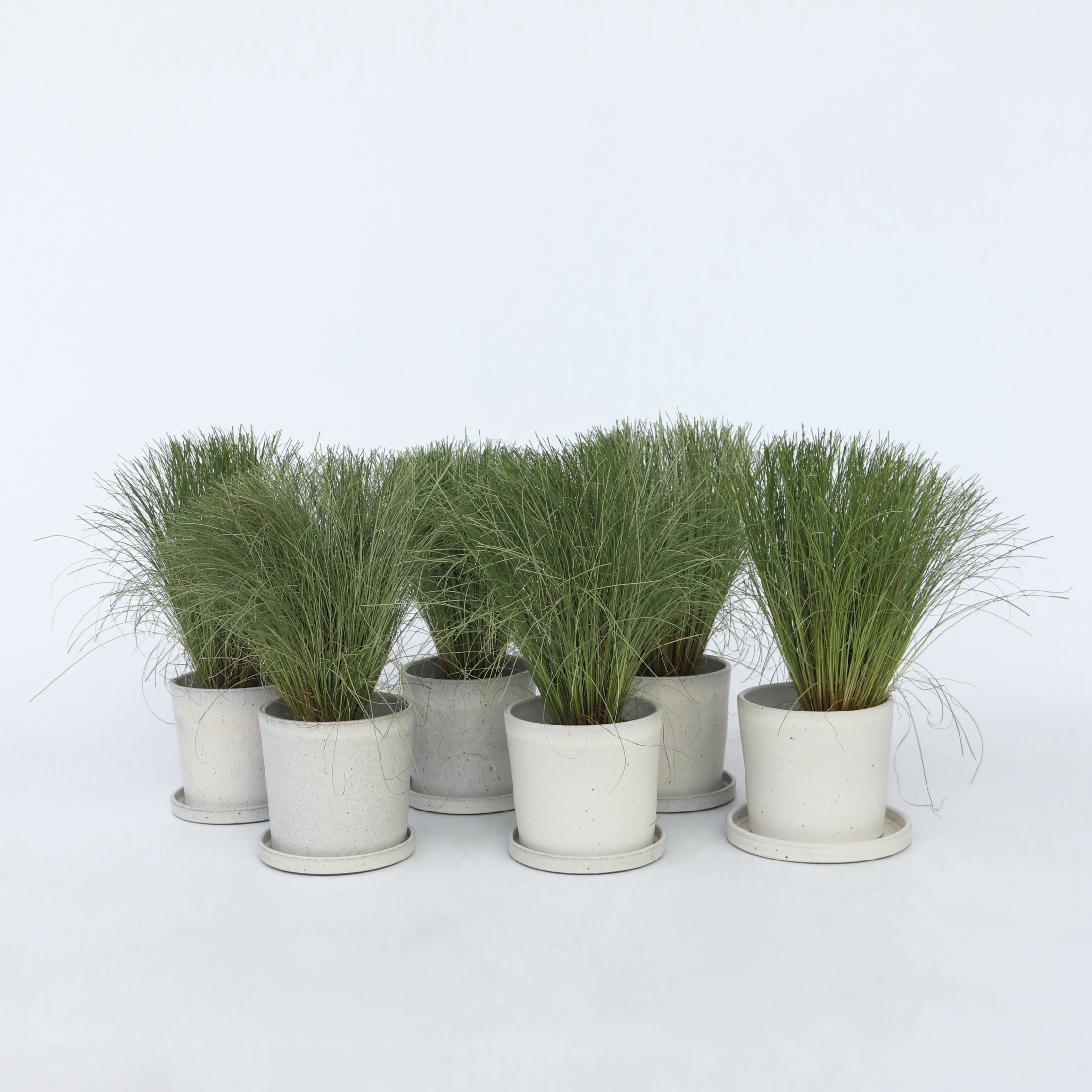 Laîche - Set de 6 - Carex 'Amazon Mist' - Hauteur 15-25cm - ⌀10,5cm - 6