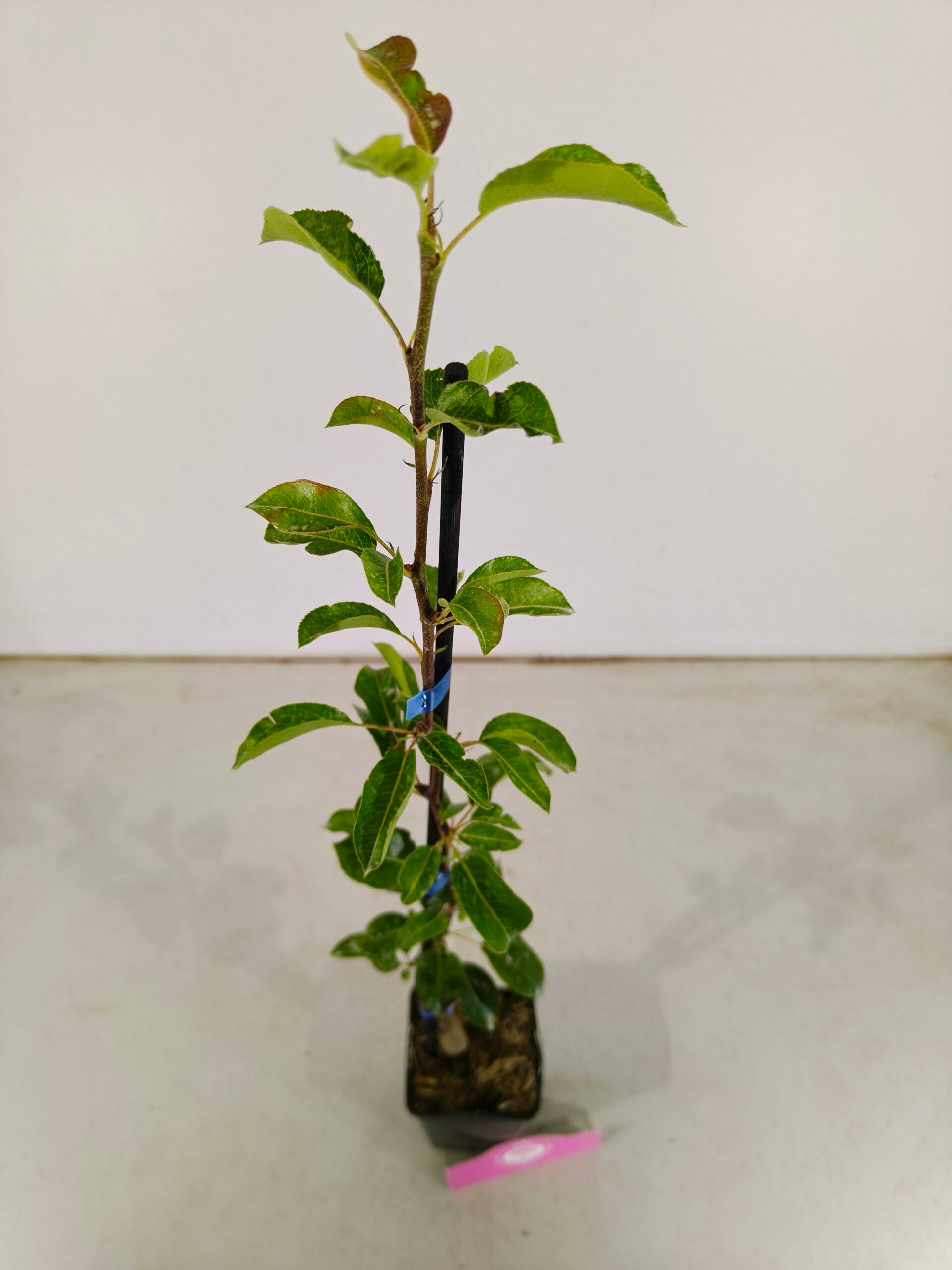Lot de 4 arbres fruitiers - 1 pommier, 1 poirier, 1 cerisier, 1 prunier - Hauteur 70/100cm - Pot de 11cm - Mix B - 2