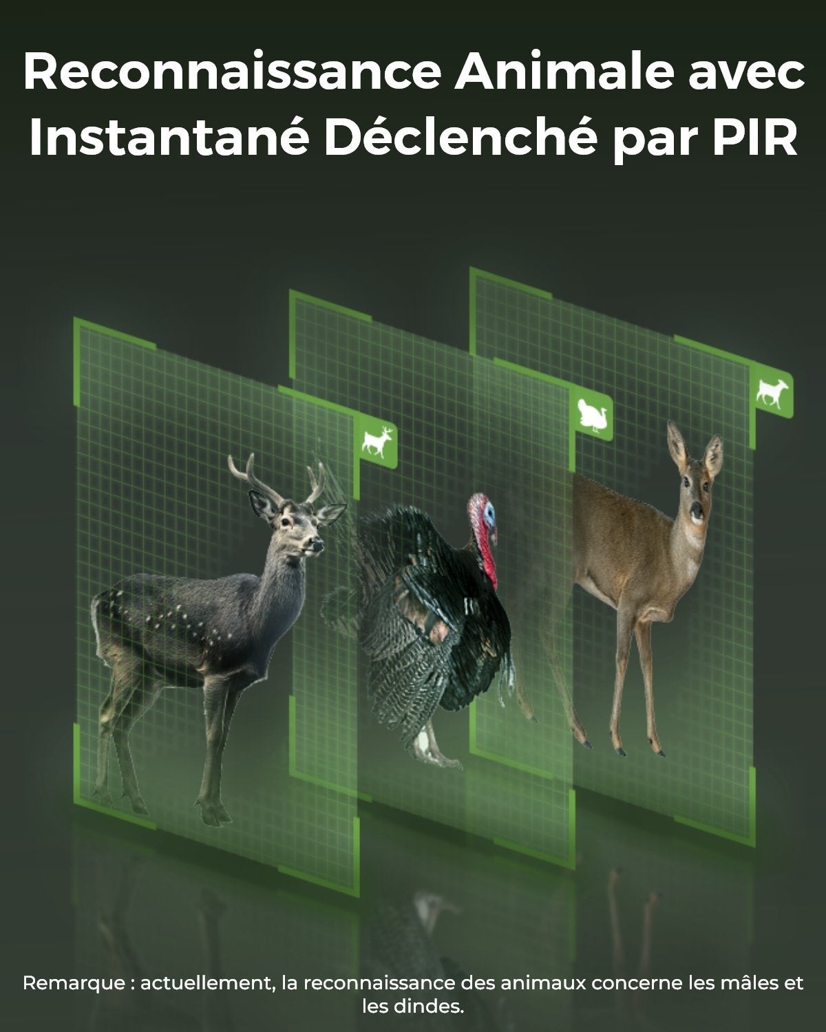 Caméra de surveillance 4K 4G LTE batterie PT sans fil, Reolink Go Ranger PT+SP - 3