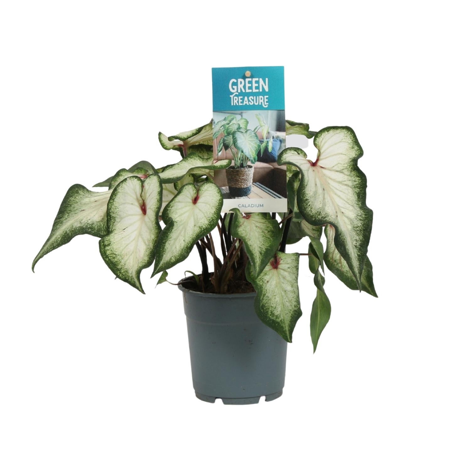 Caladium Wit 12 cm - Roślina doniczkowa 25 cm - Liście serca białe