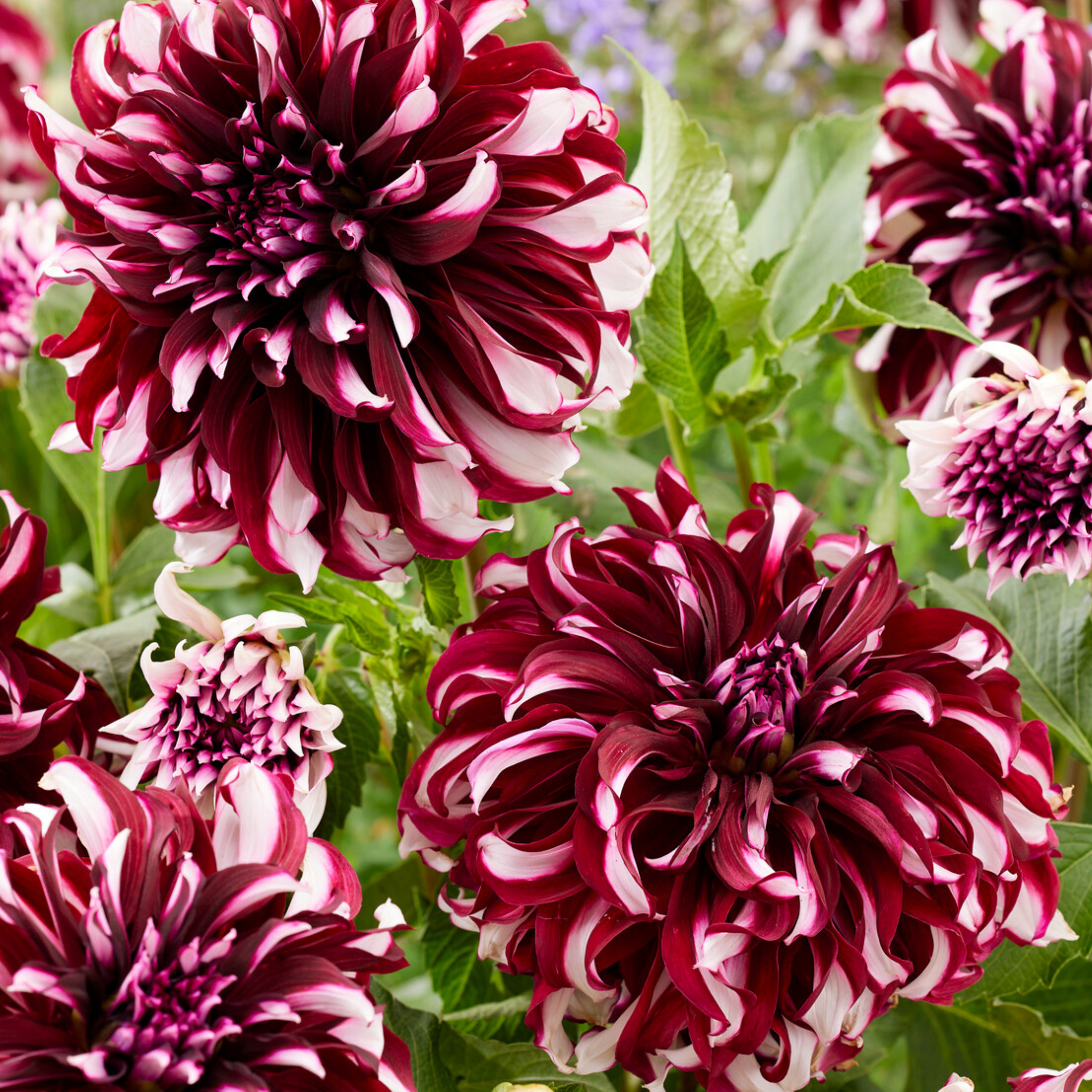 Tubérculos de dálias - 3 pçs - Dahlia 'X-Factor' | Leroy Merlin