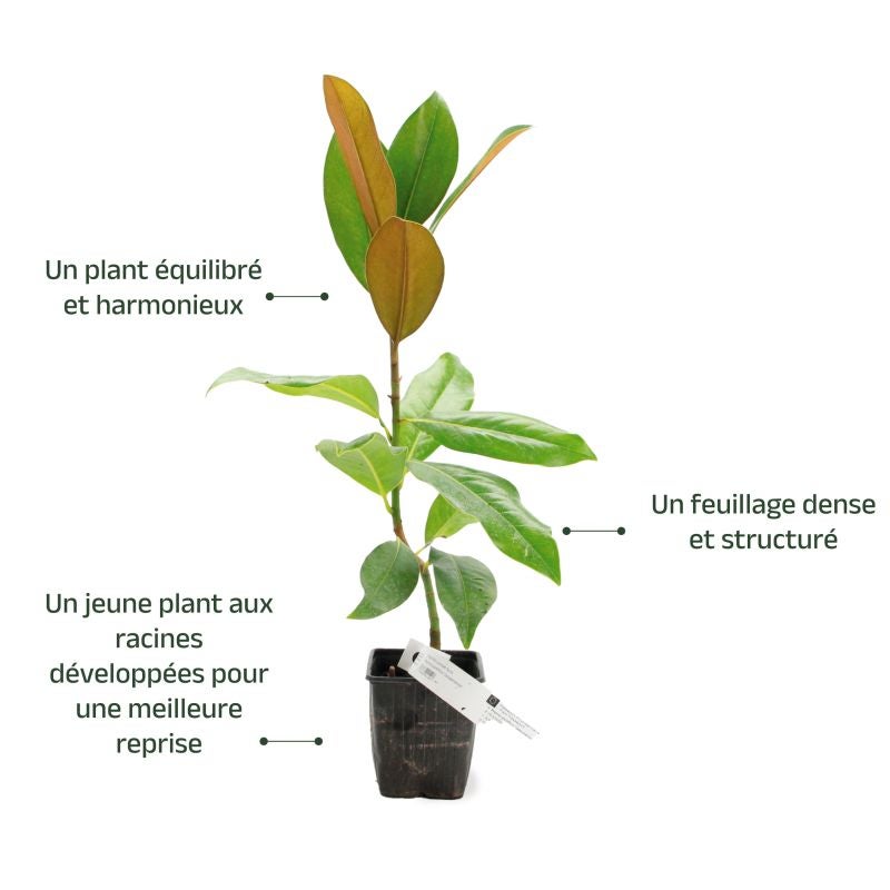 Magnolia à grandes fleurs de la Galissonière (Magnolia grandiflora 'Galissoniensis') - Godet 9cm - Pépinières Naudet - 3