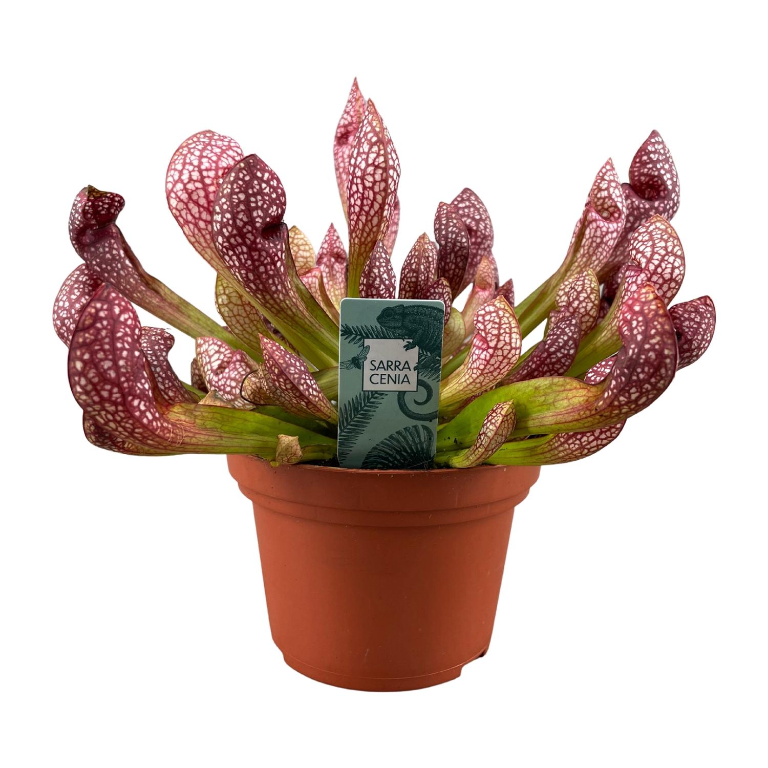 Sarracenia Scarlet Belle - Roślina mięsożerna ozdobna - Doniczka Ø12cm - Wysokość 40cm