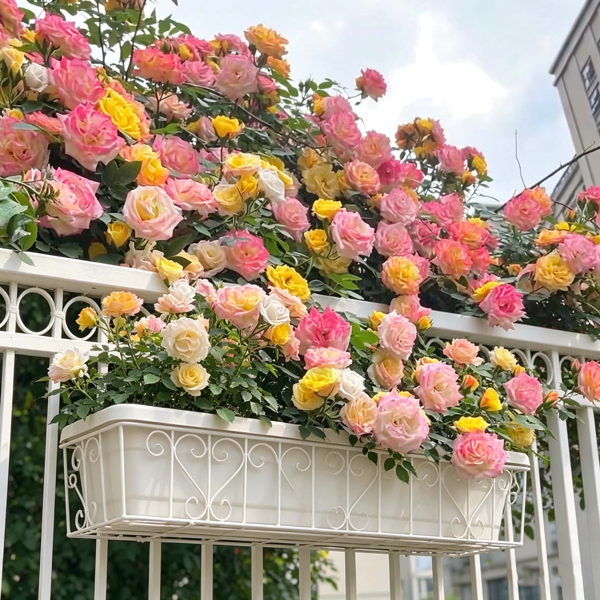 ZAEWRY 2000 Semillas Rosas Trepadoras Multicolor Flores Coloridas Floración  Larga Fácil Cultivo Jardín Valla Enrejado Balcón Decoración Exterior |  Leroy Merlin
