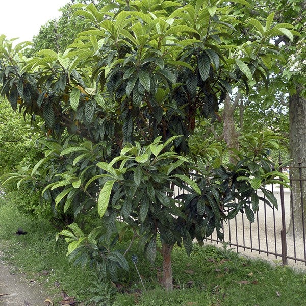 Néflier du Japon, bibacier Pot de 3L/4L - 3