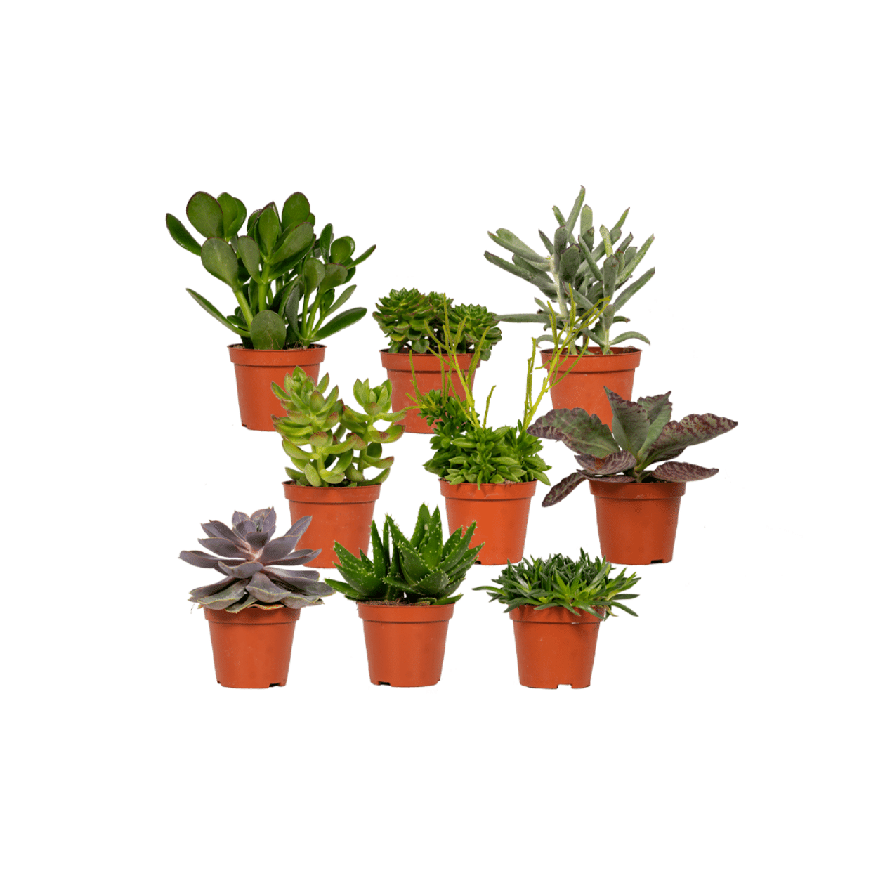 Everspring - Mix Sukulentów 18 sztuk - Doniczka 10cm - Wysokość 8,5-9cm