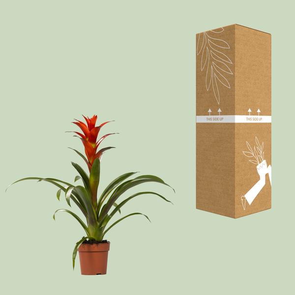 Guzmania Ostara - Pianta tropicale da interno Ø12cm ↕45cm con fogliame vivace - 6
