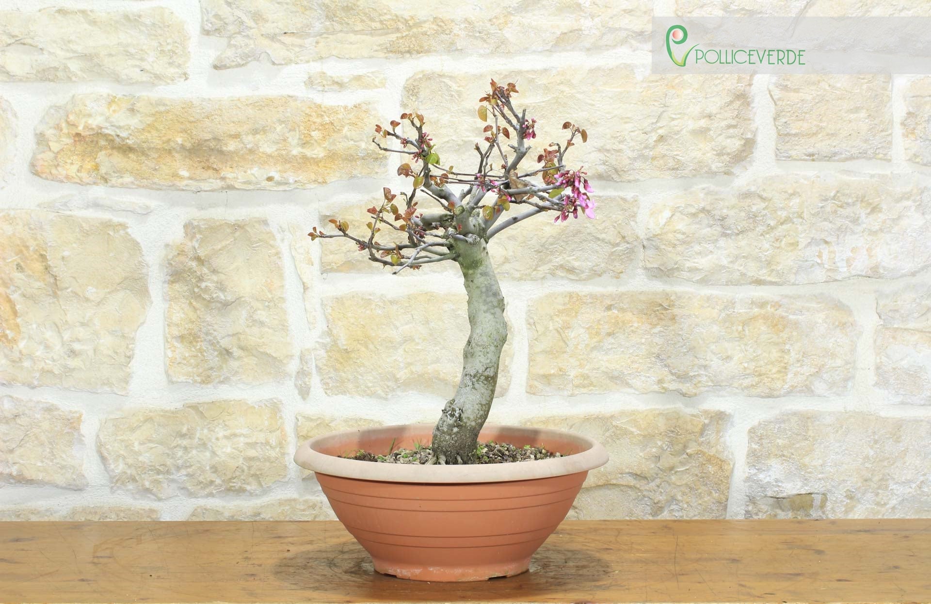 Pre bonsai di Cercis - Albero di Giuda (2) - 2