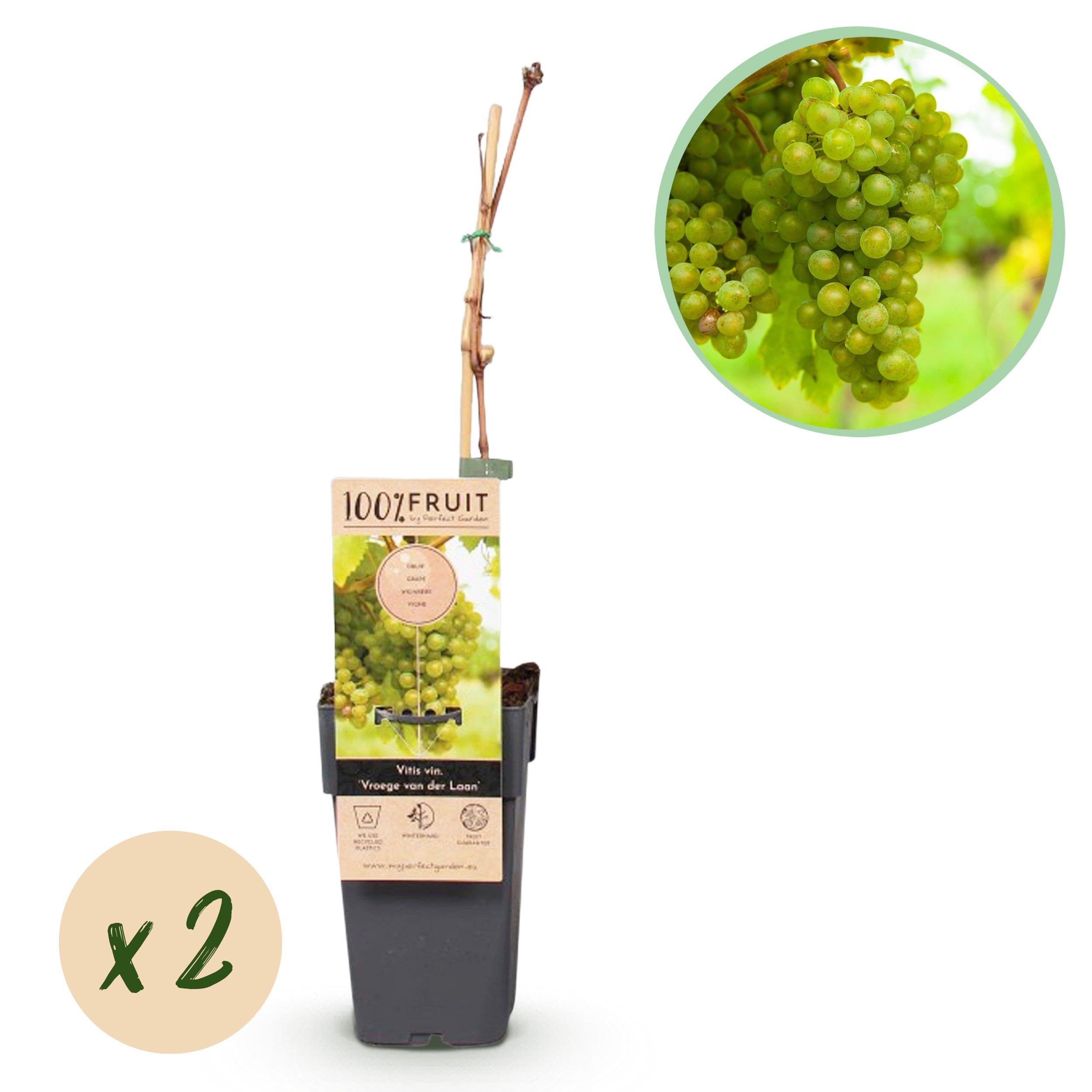 Vitis vinifera Vroege van der Laan – Winogrona białe – 2 rośliny – Doniczka 15 cm – Wysokość 50 cm