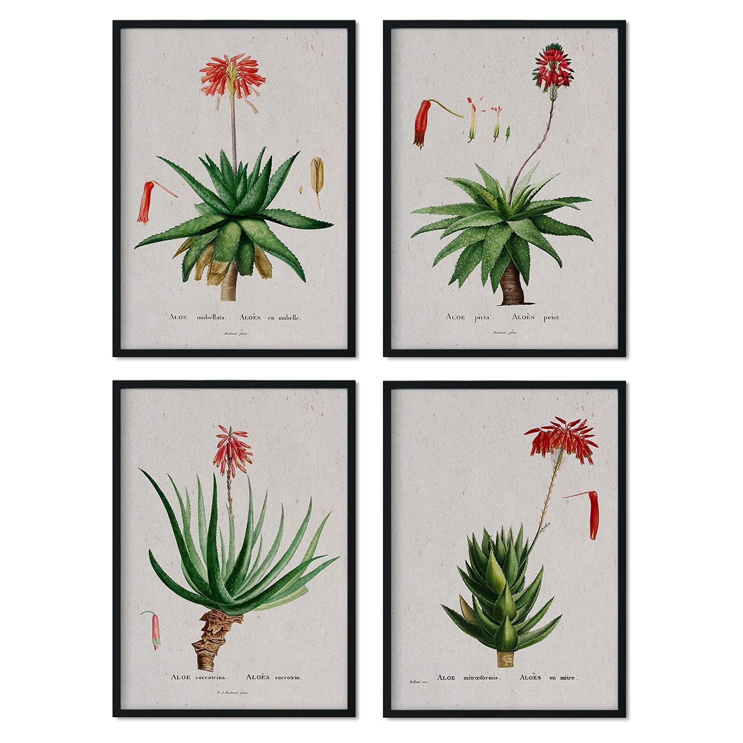 Pack de láminas flores rojas. pósteres con ilustraciones en acuarela de pierre-joseph redoute. sin marco - a4