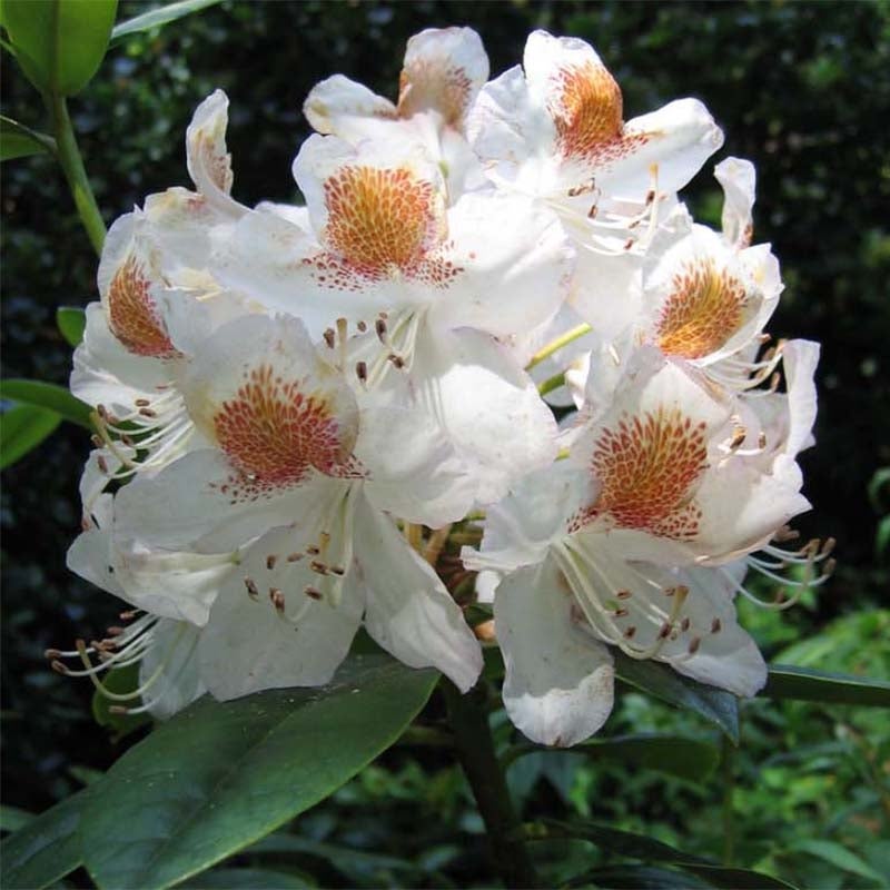 Rhododendron 'Mrs T.H. Lowinski' Pot de 4L/5L | Leroy Merlin