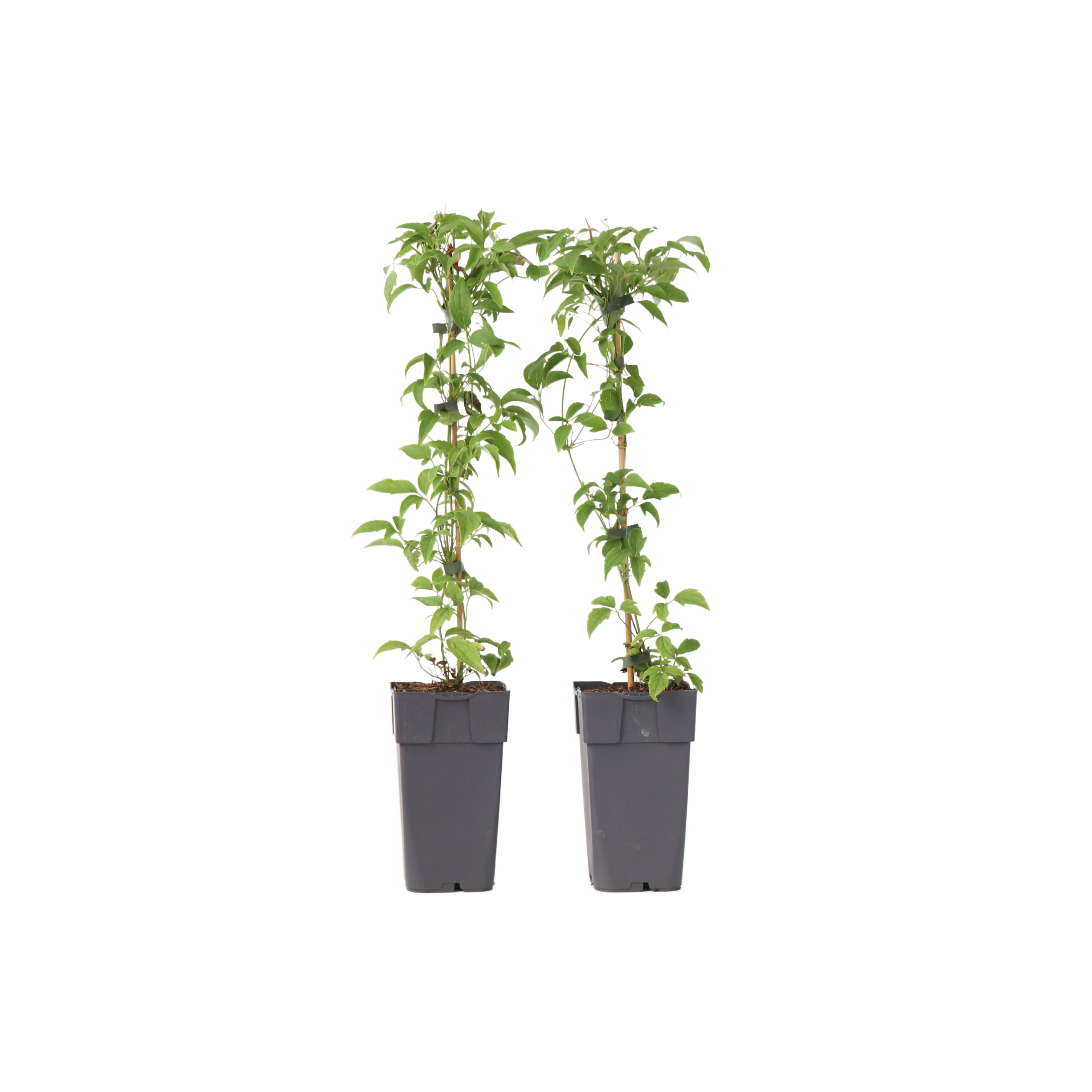 Planter 2 Clmatites Ensemblenull